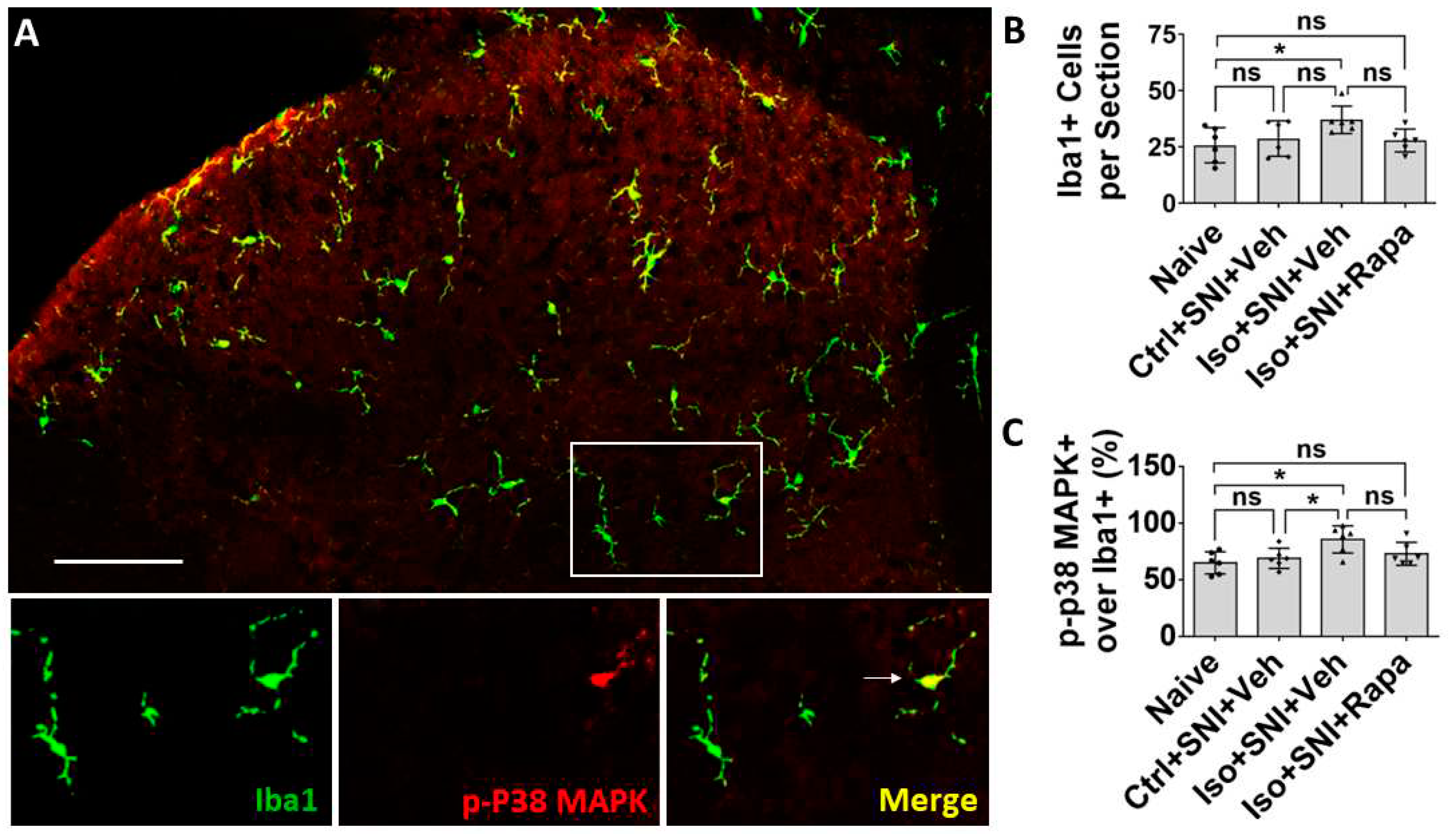 Preprints 81954 g005