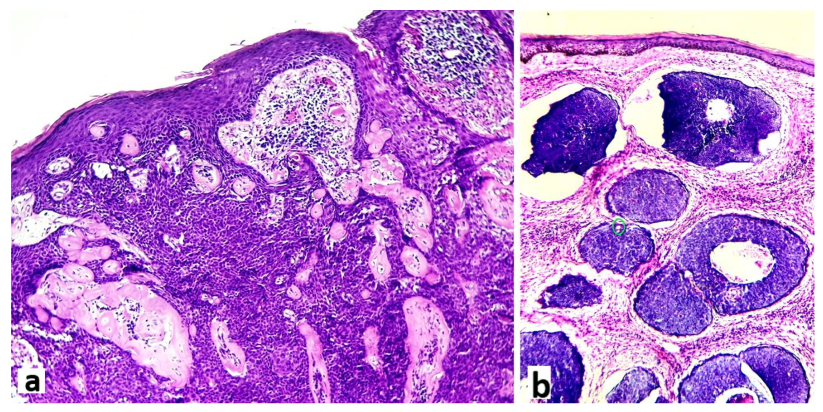 Preprints 98893 g002