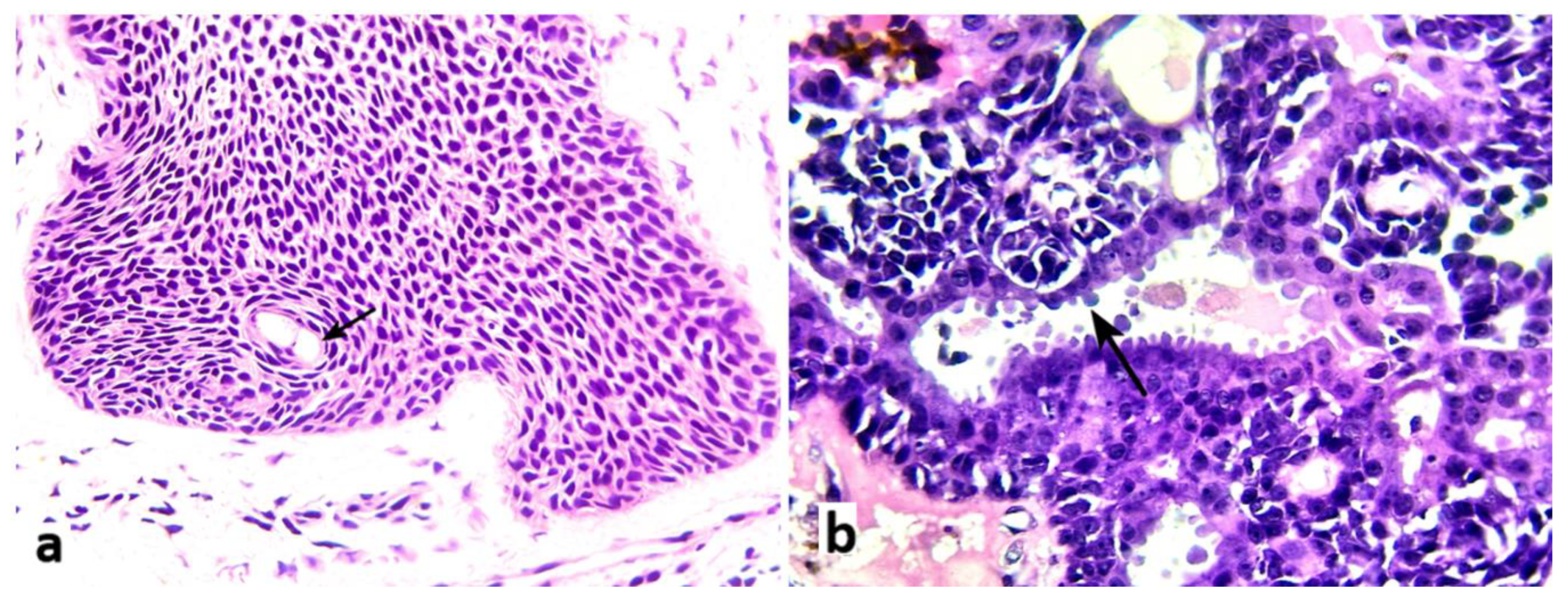 Preprints 98893 g004