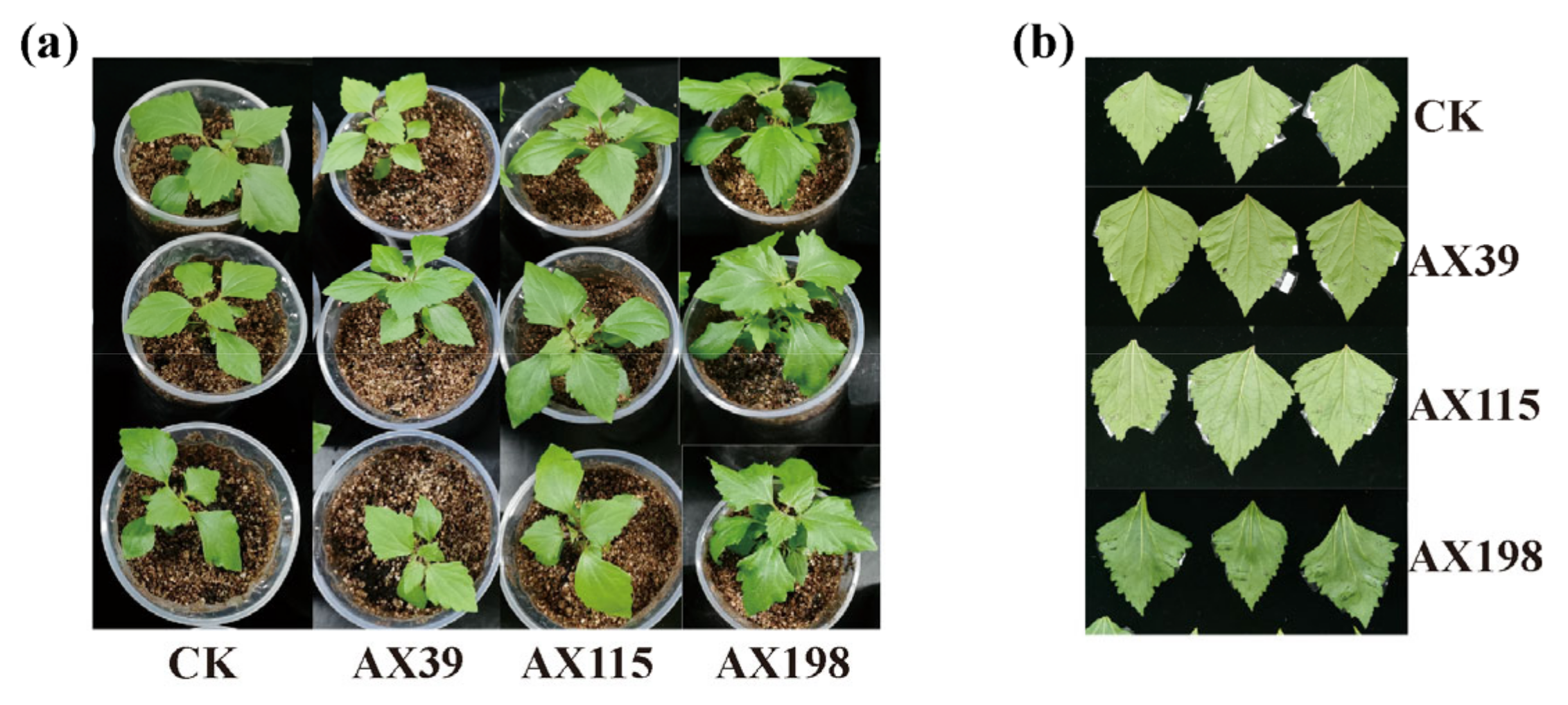 Preprints 120575 g004