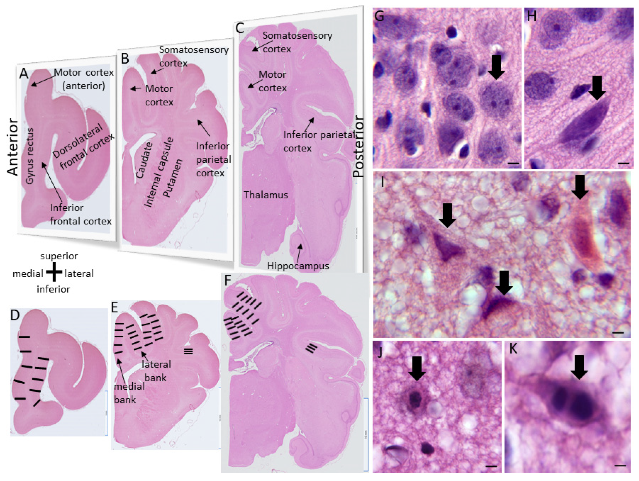 Preprints 78425 g002