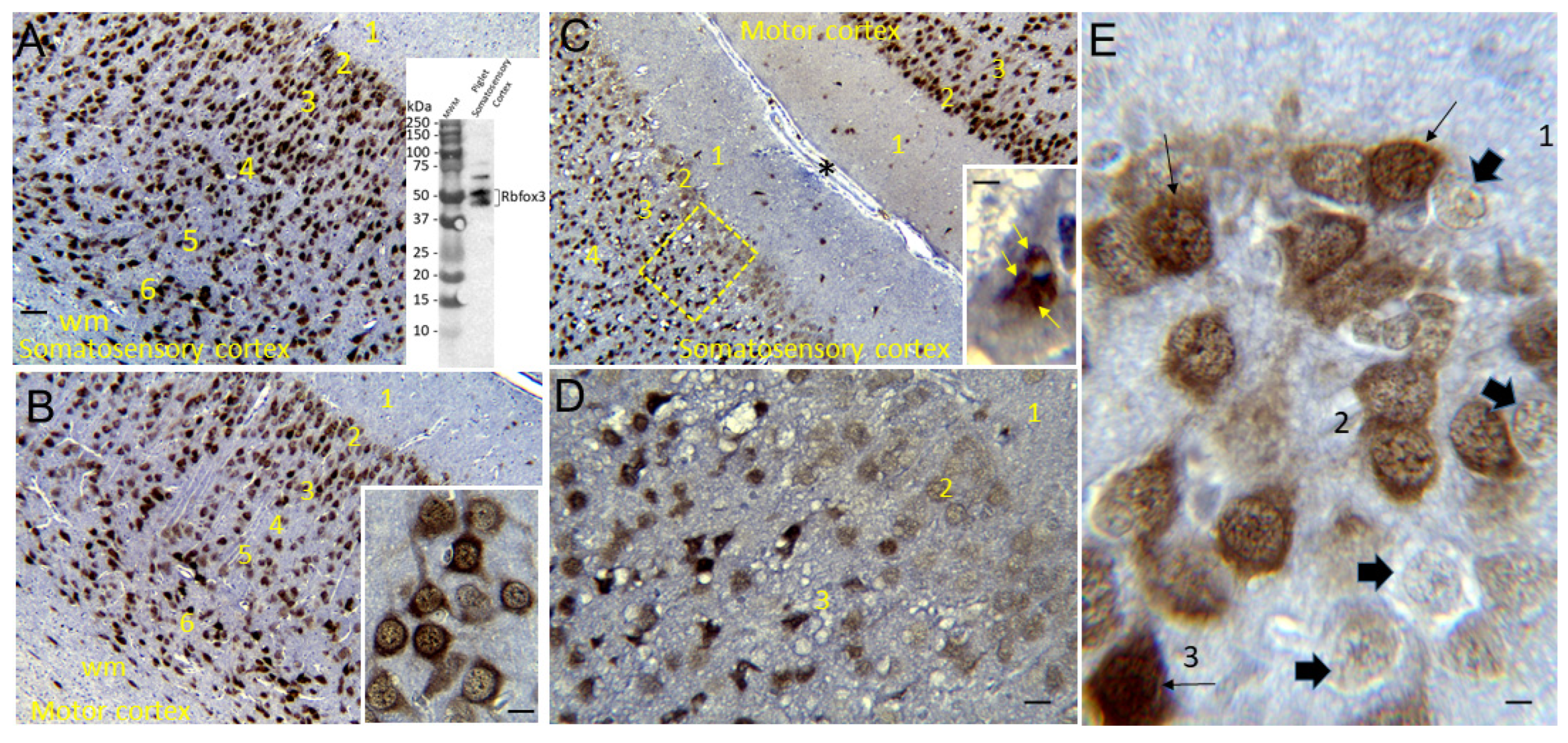 Preprints 78425 g003