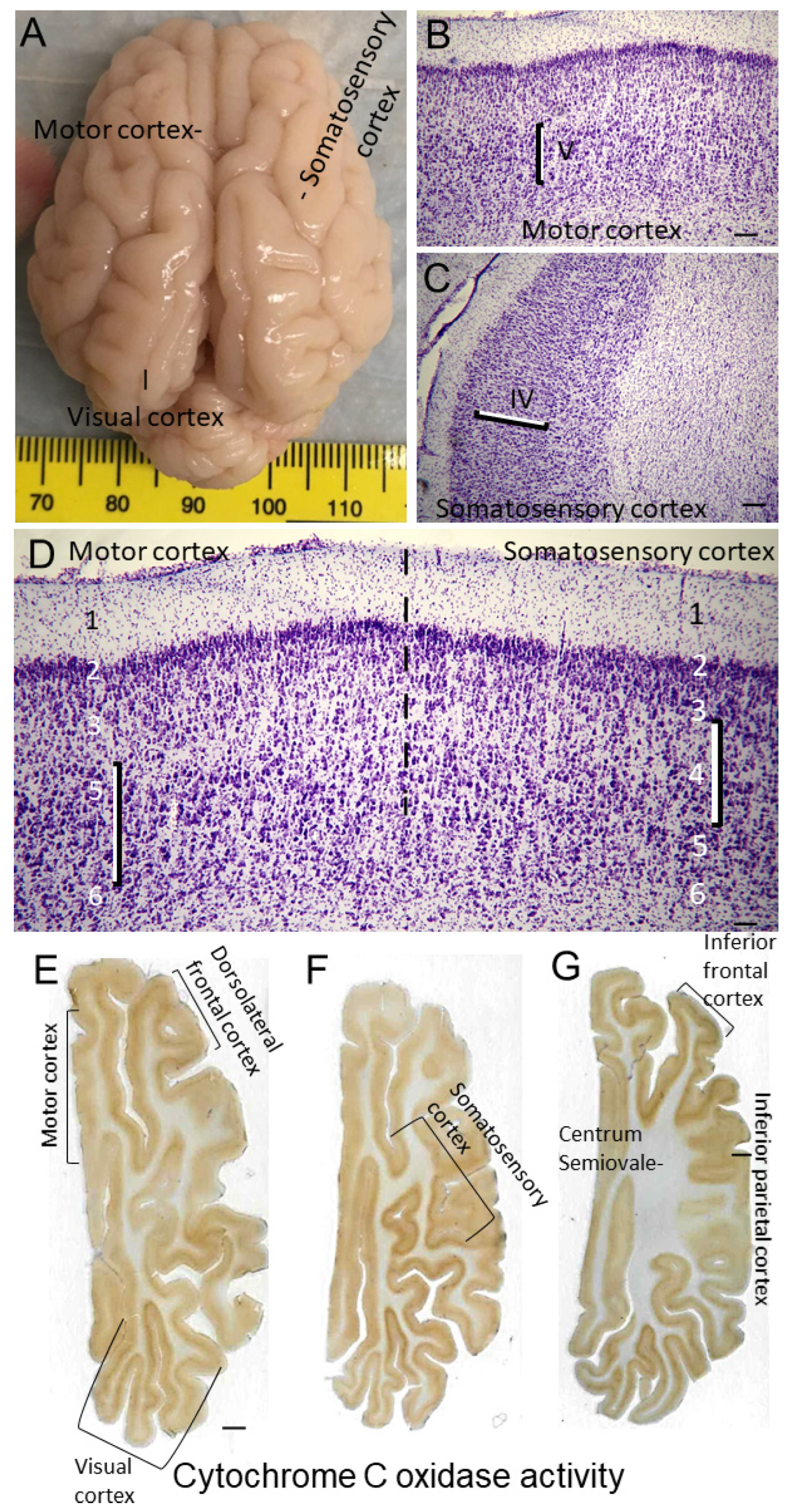 Preprints 78425 g004