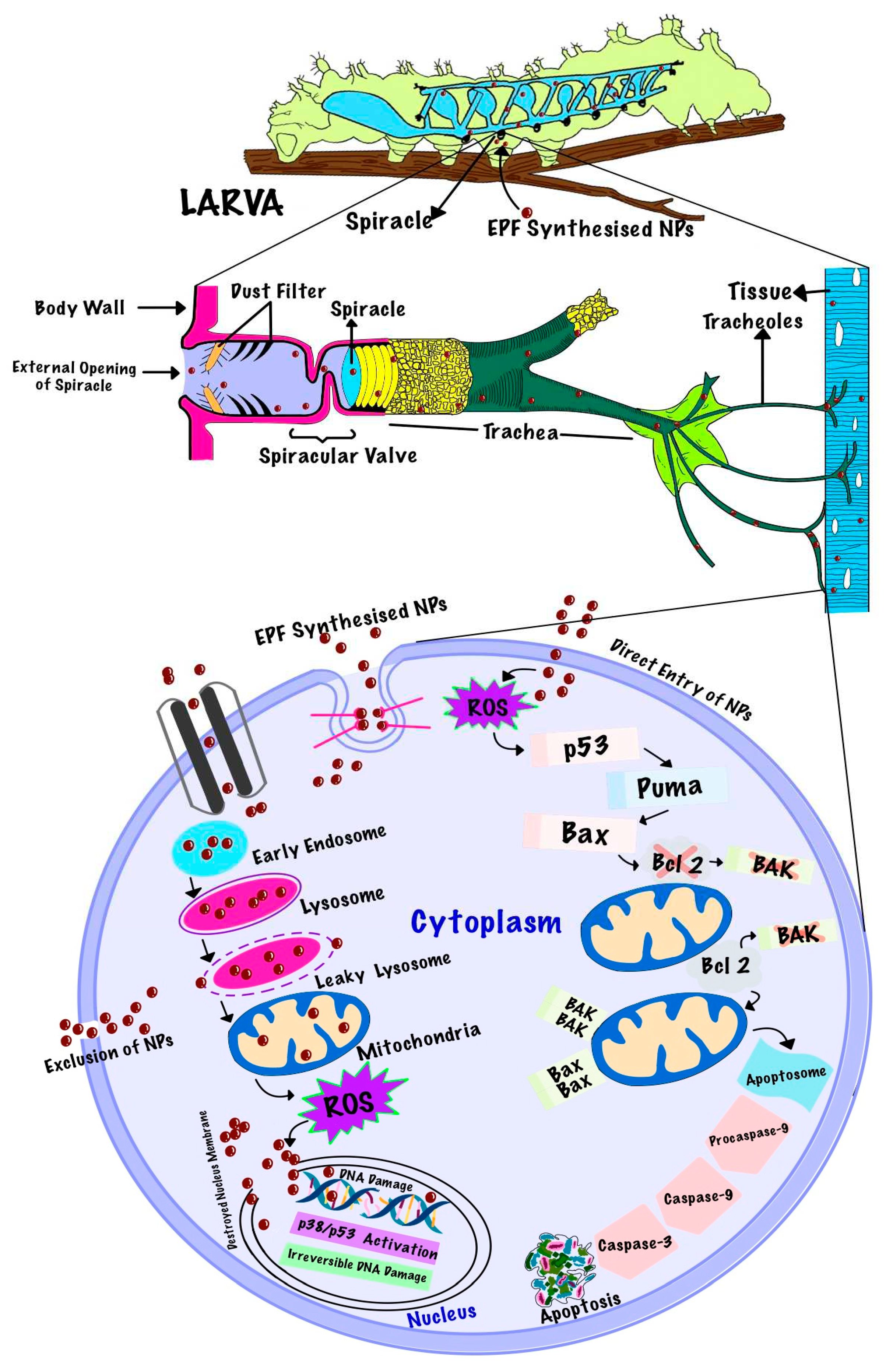 Preprints 73015 g003