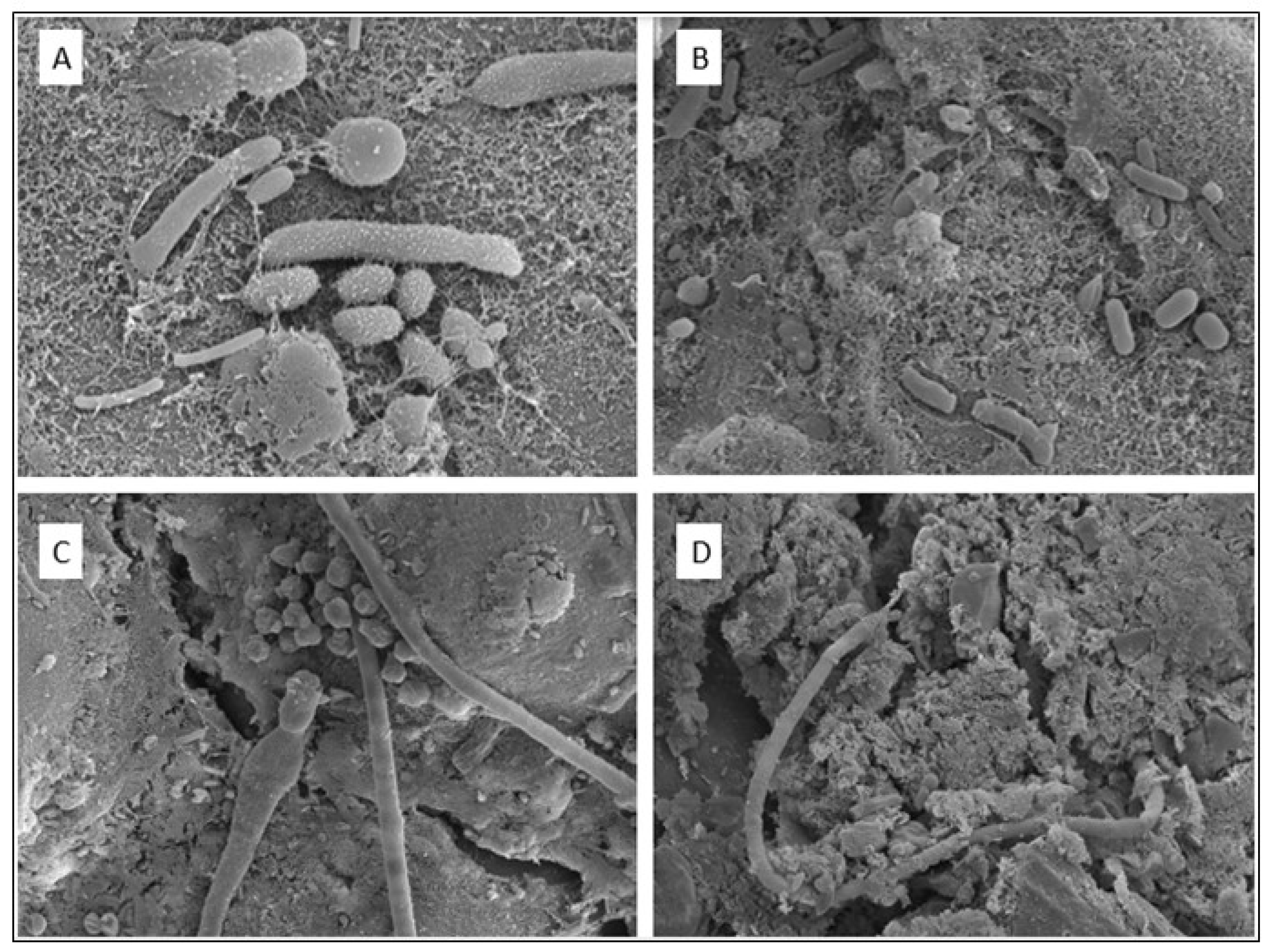 Preprints 112227 g008