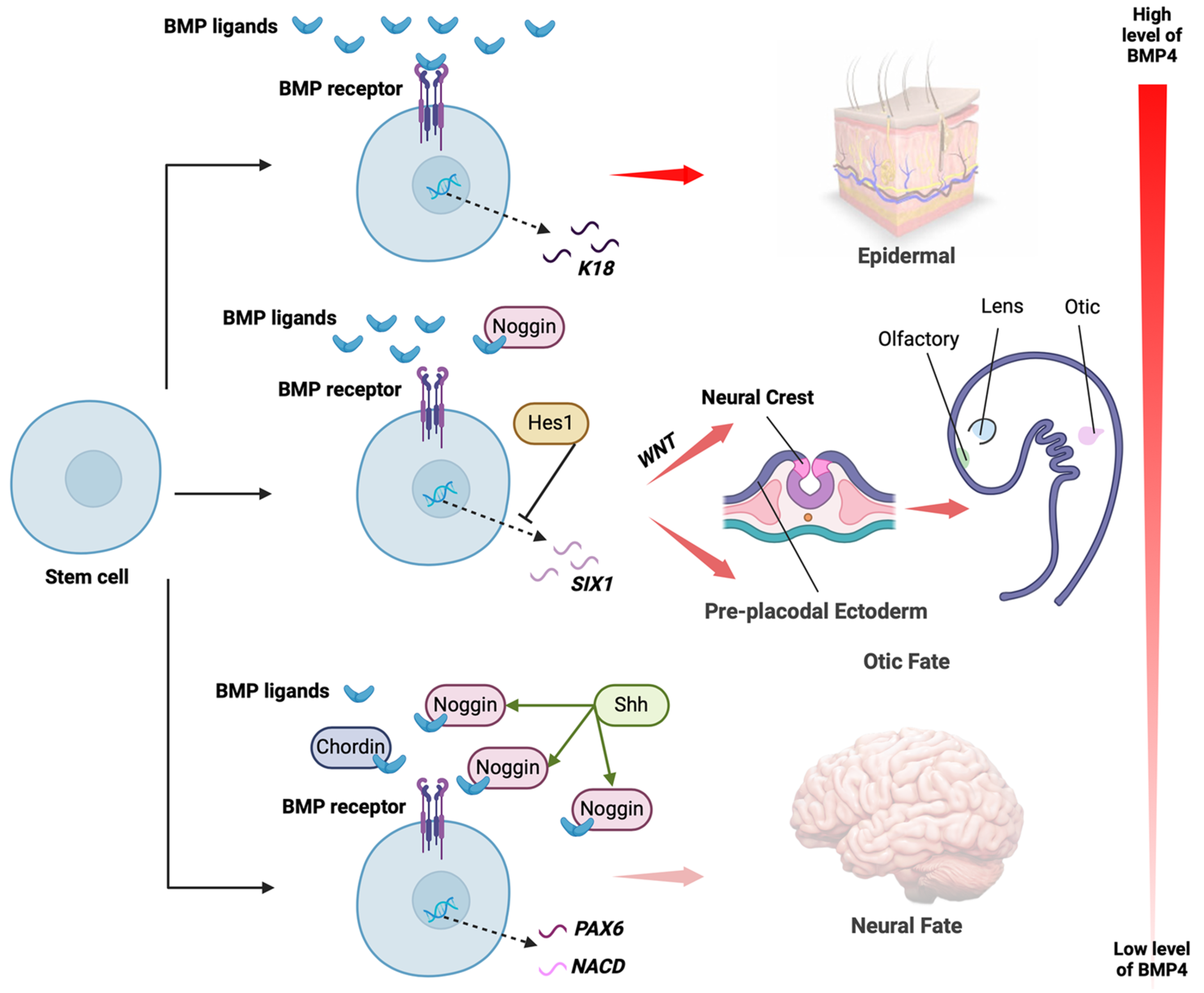 Preprints 117935 g001