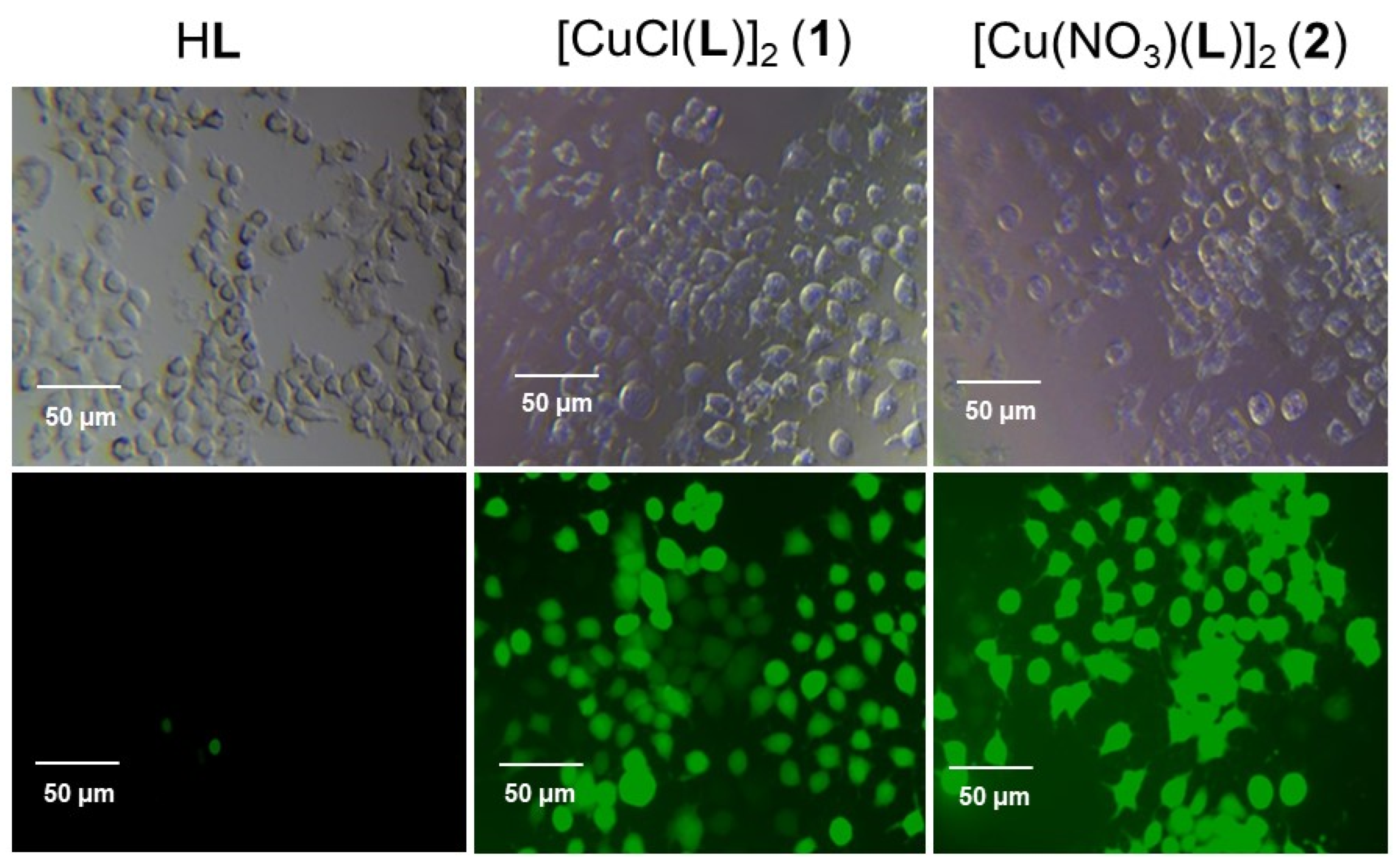 Preprints 112668 g006