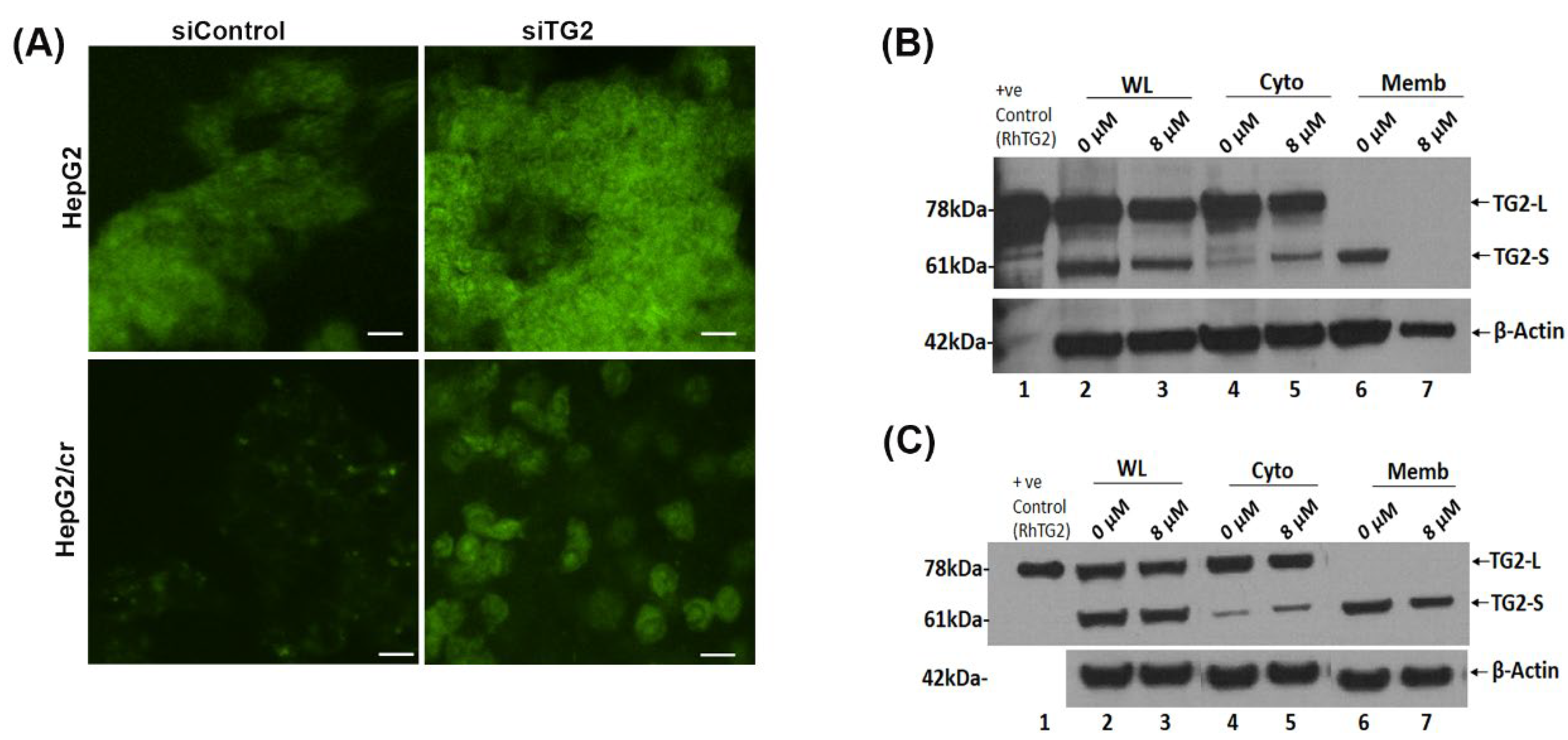 Preprints 102340 g007