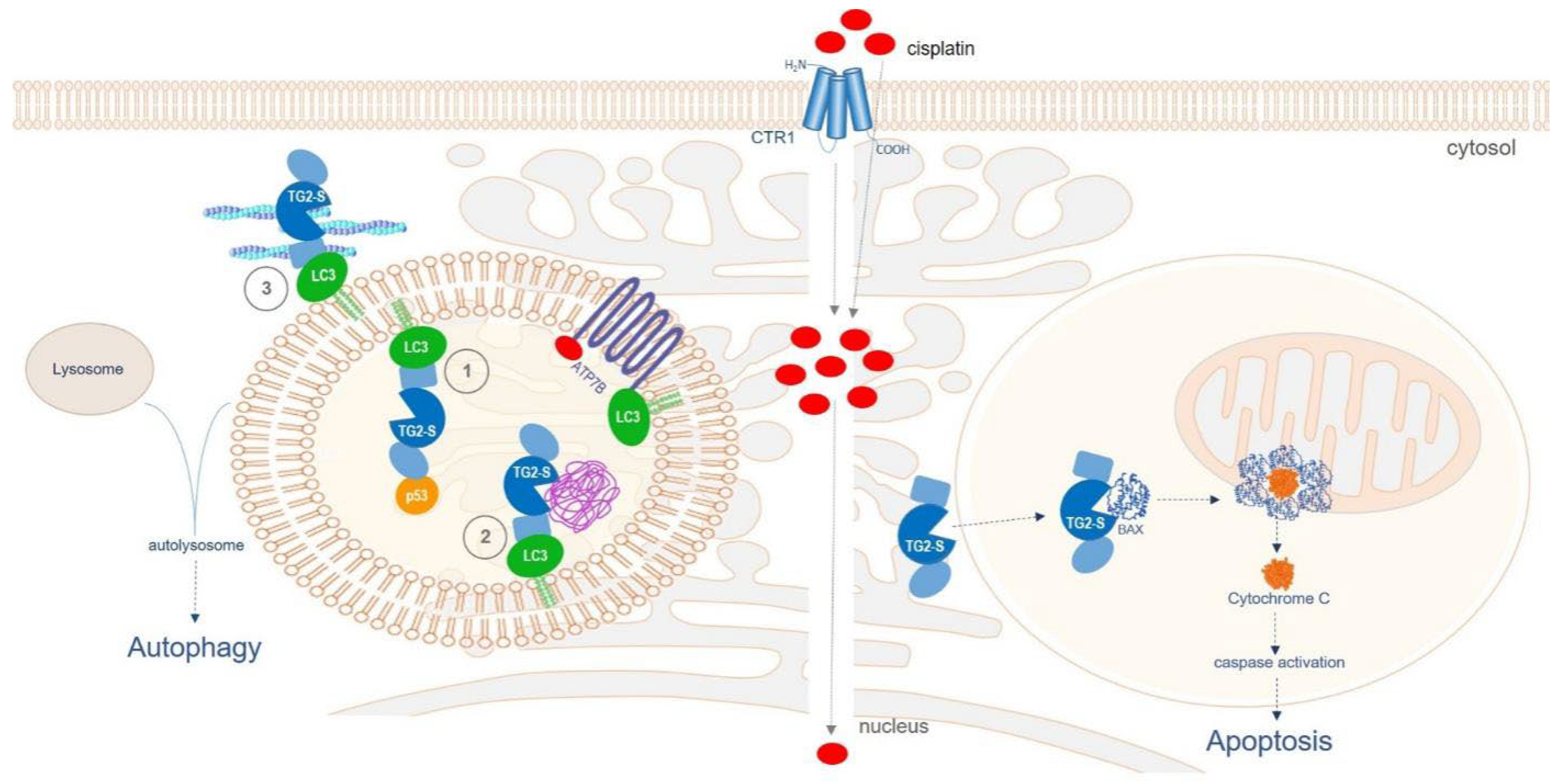 Preprints 102340 g009