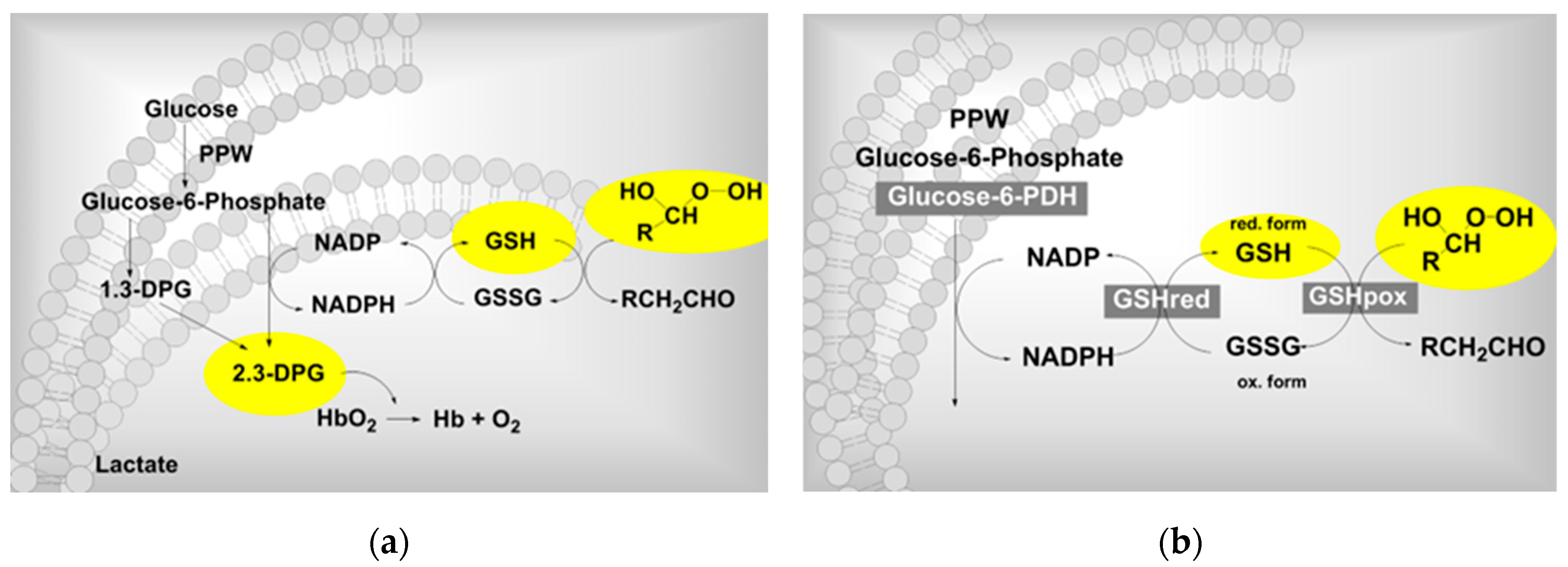 Preprints 85364 g002