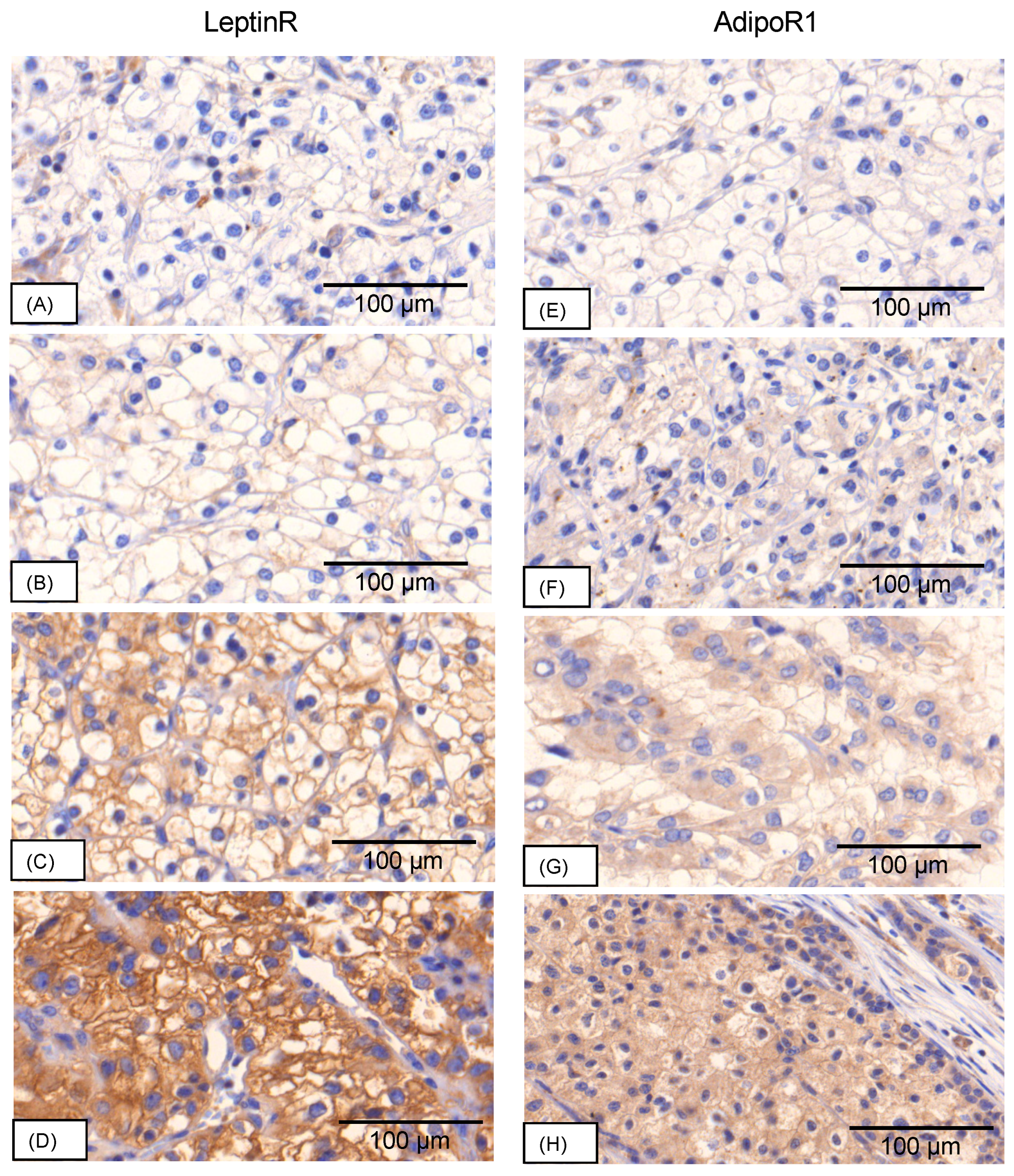 Preprints 113548 g001