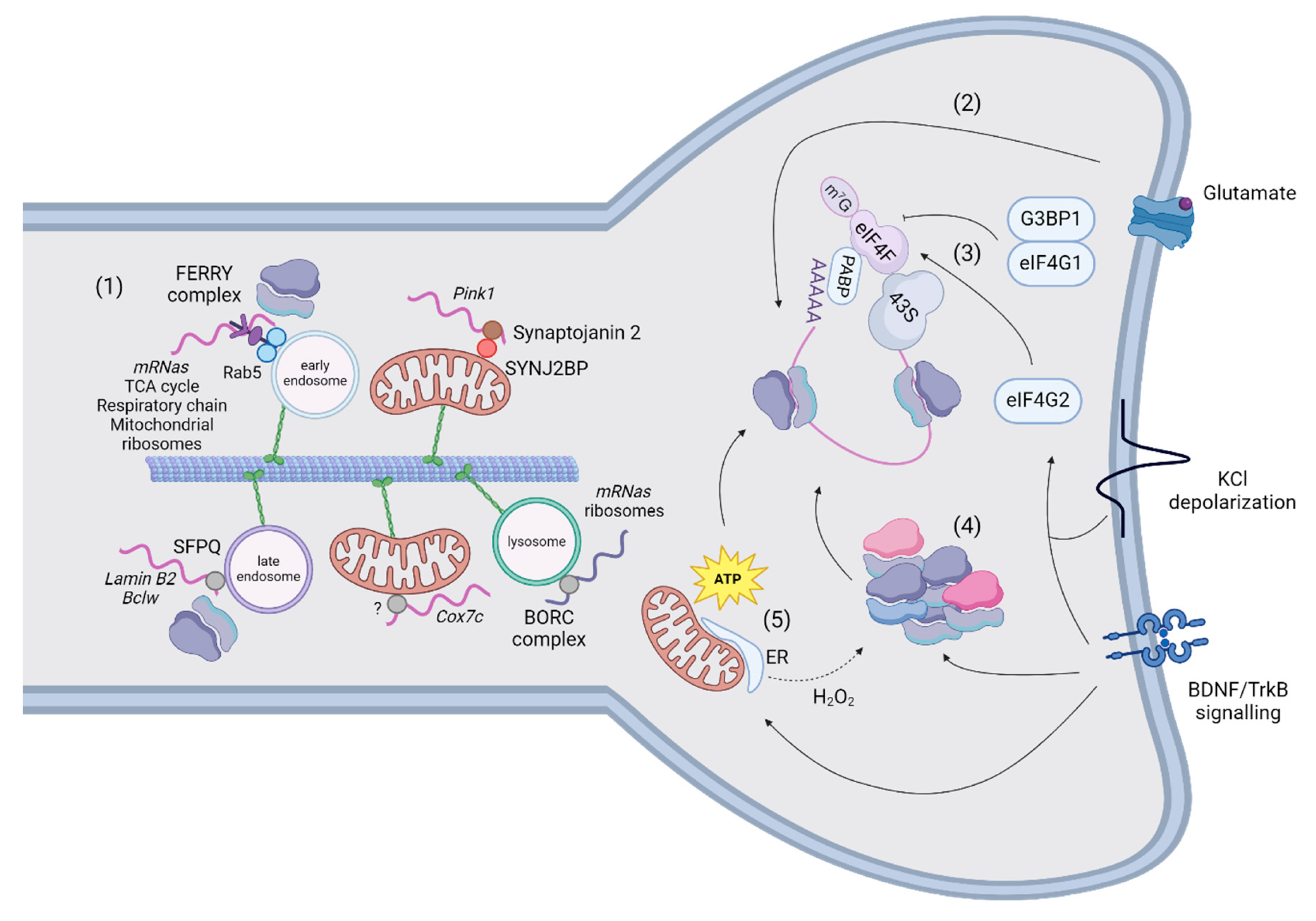 Preprints 115182 g003a