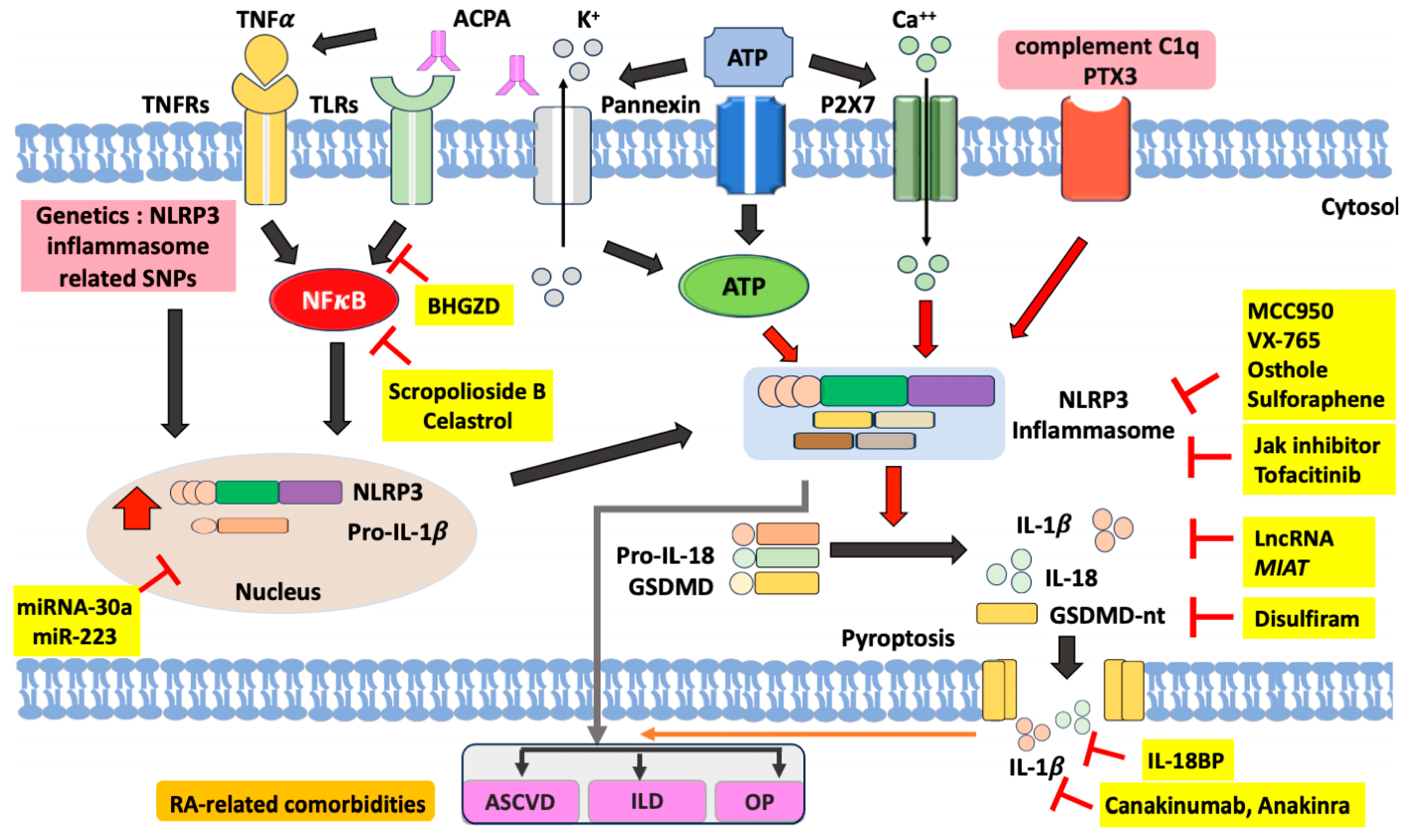 Preprints 92648 g002