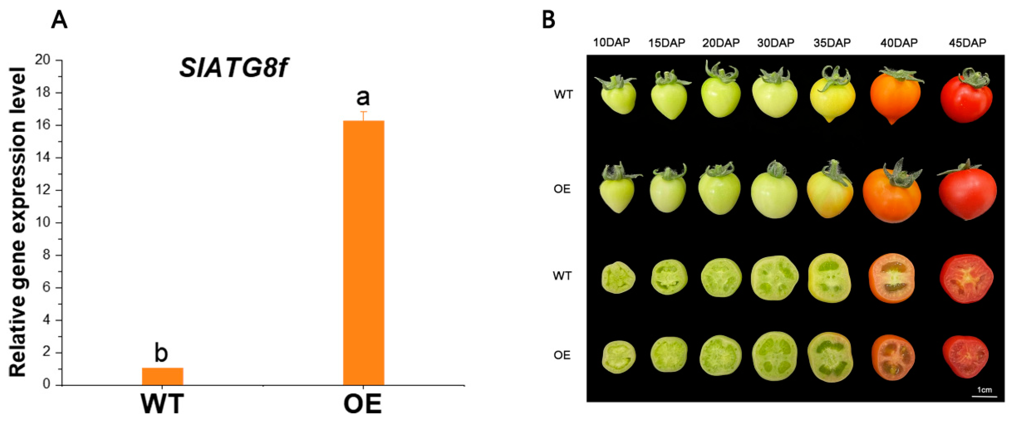 Preprints 84397 g002