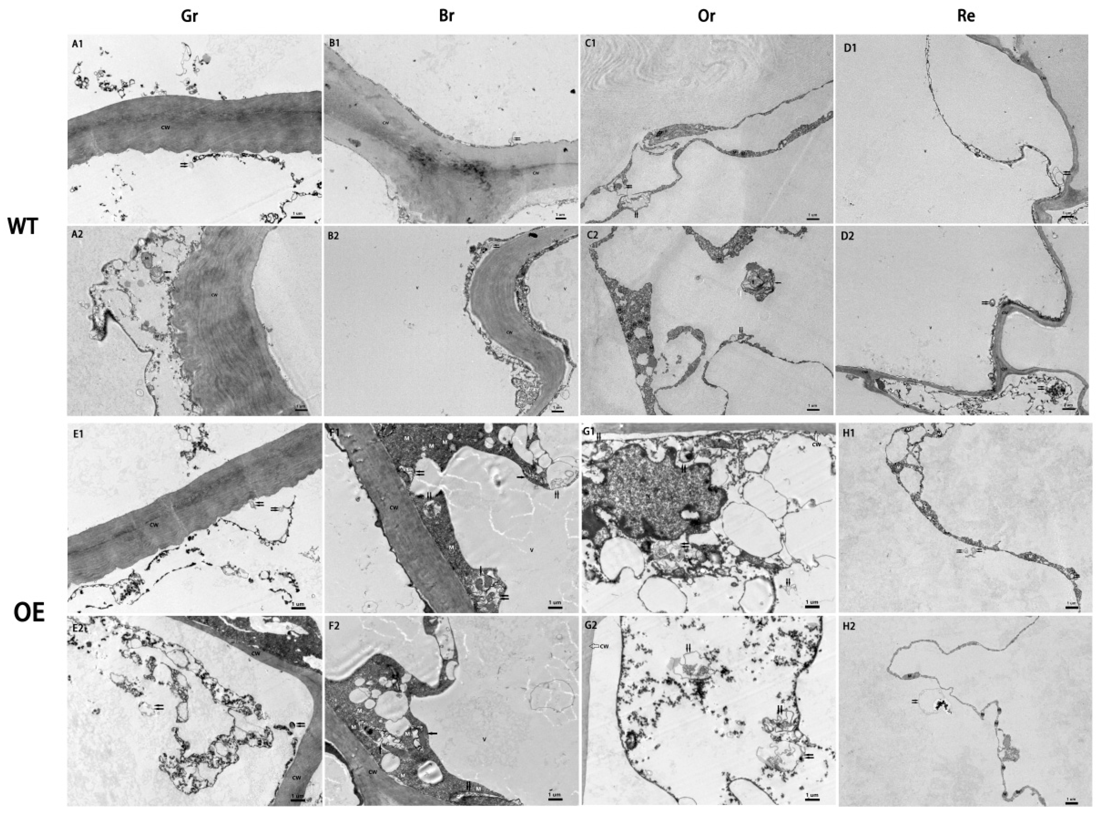 Preprints 84397 g004