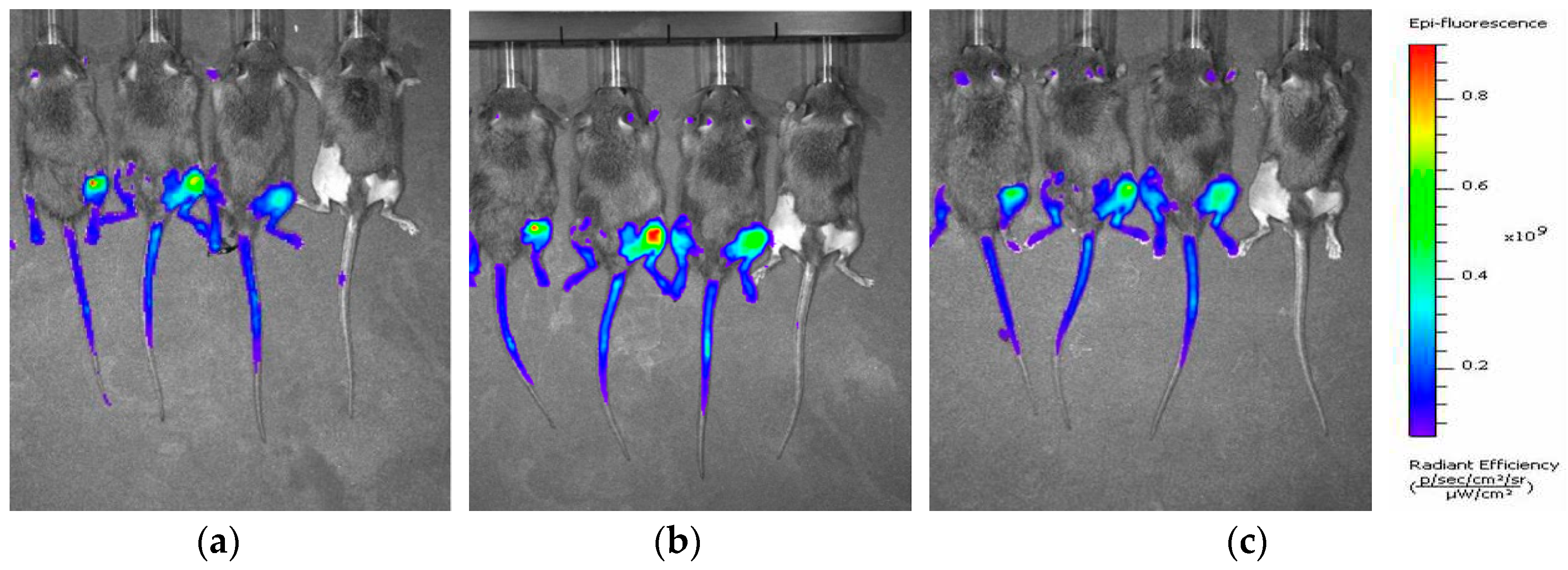 Preprints 90000 g005