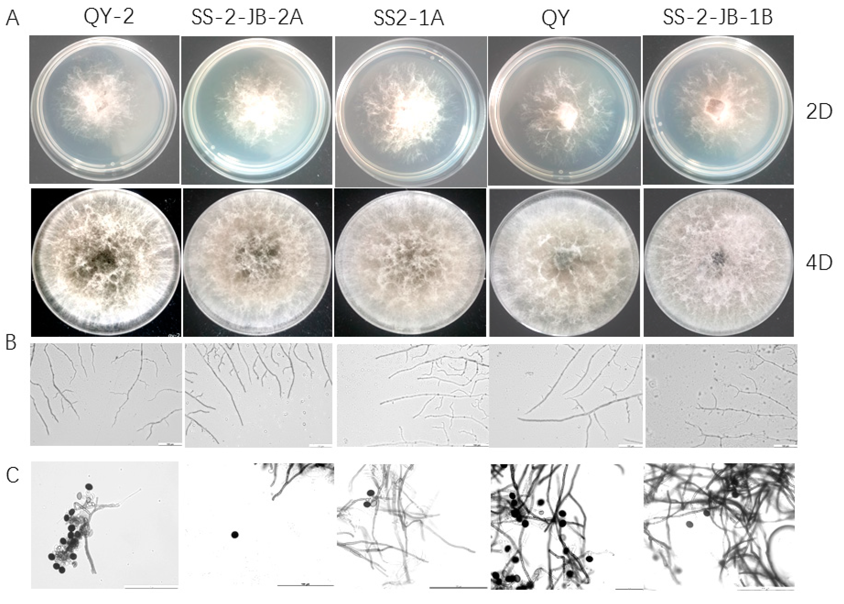 Preprints 95310 g003