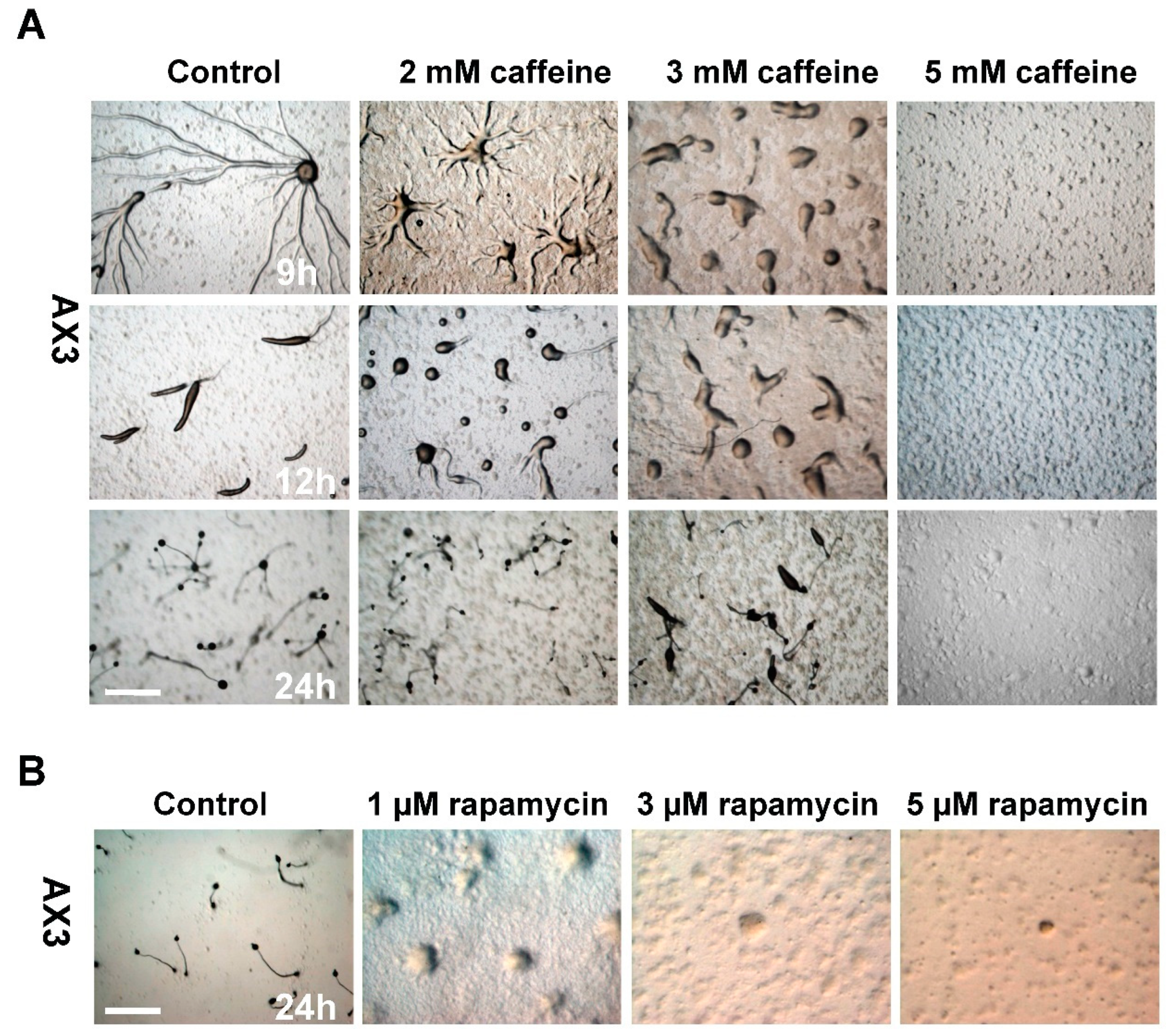 Preprints 110946 g003