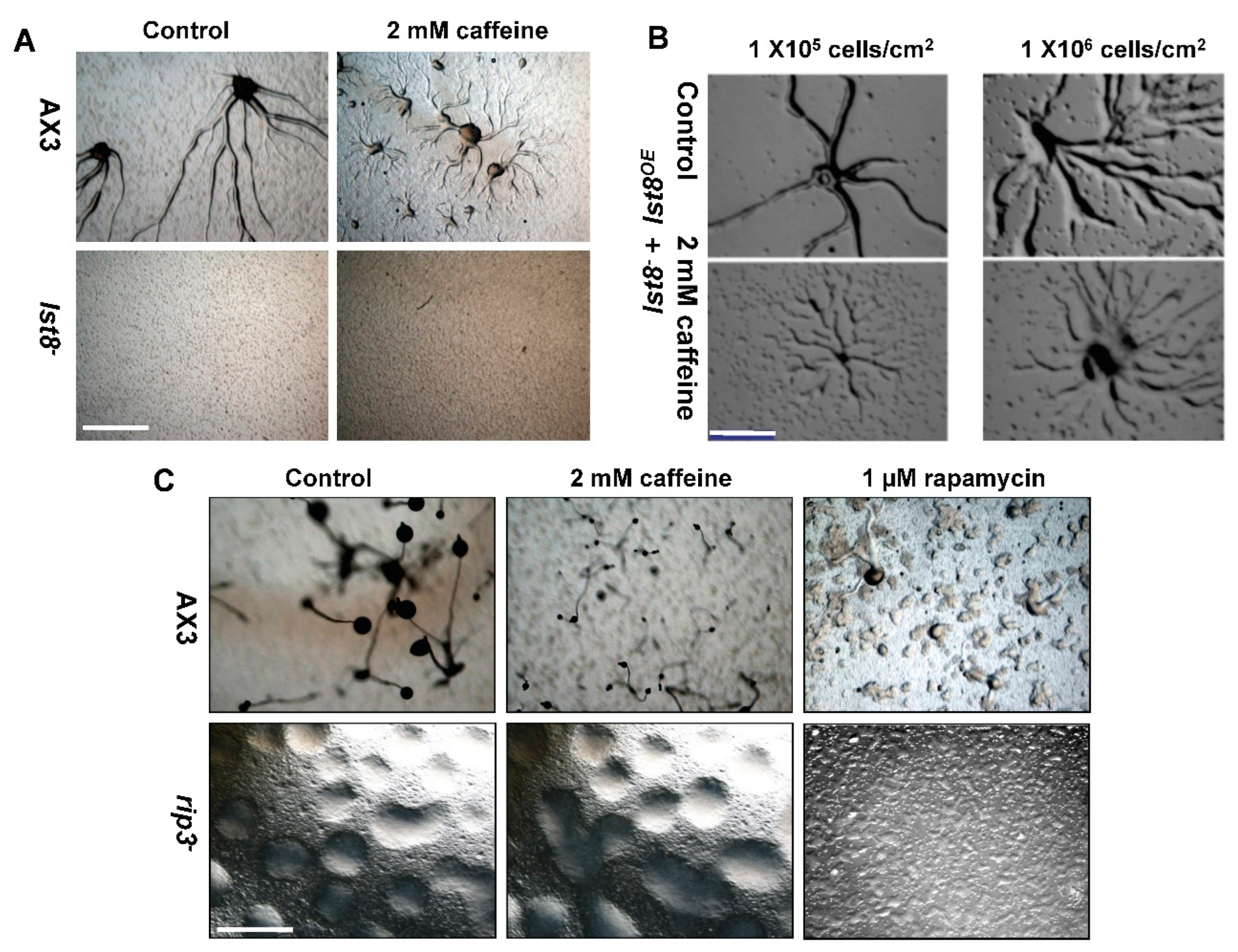 Preprints 110946 g004