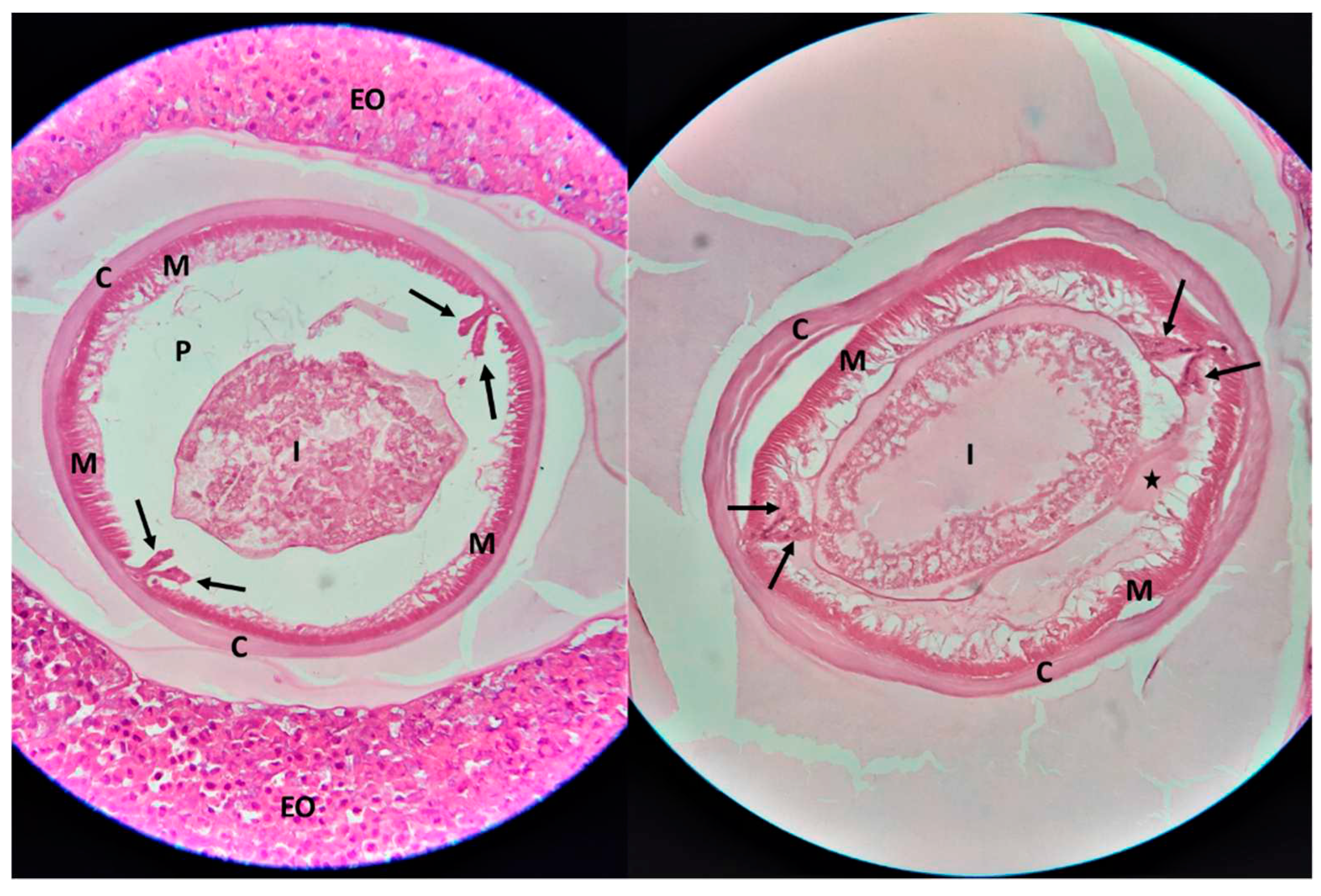 Preprints 95677 g003