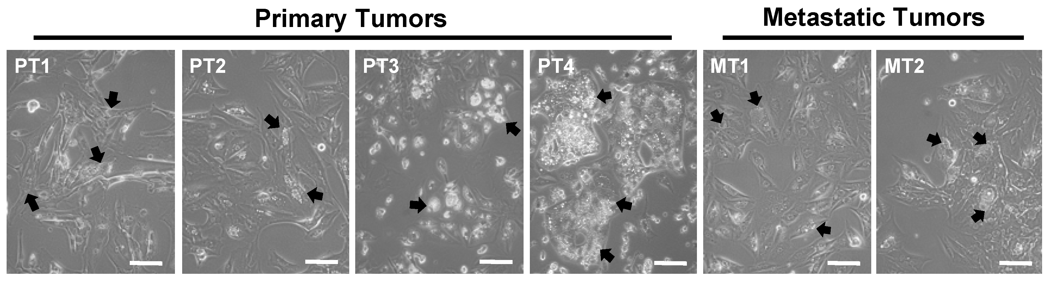 Preprints 95301 g001