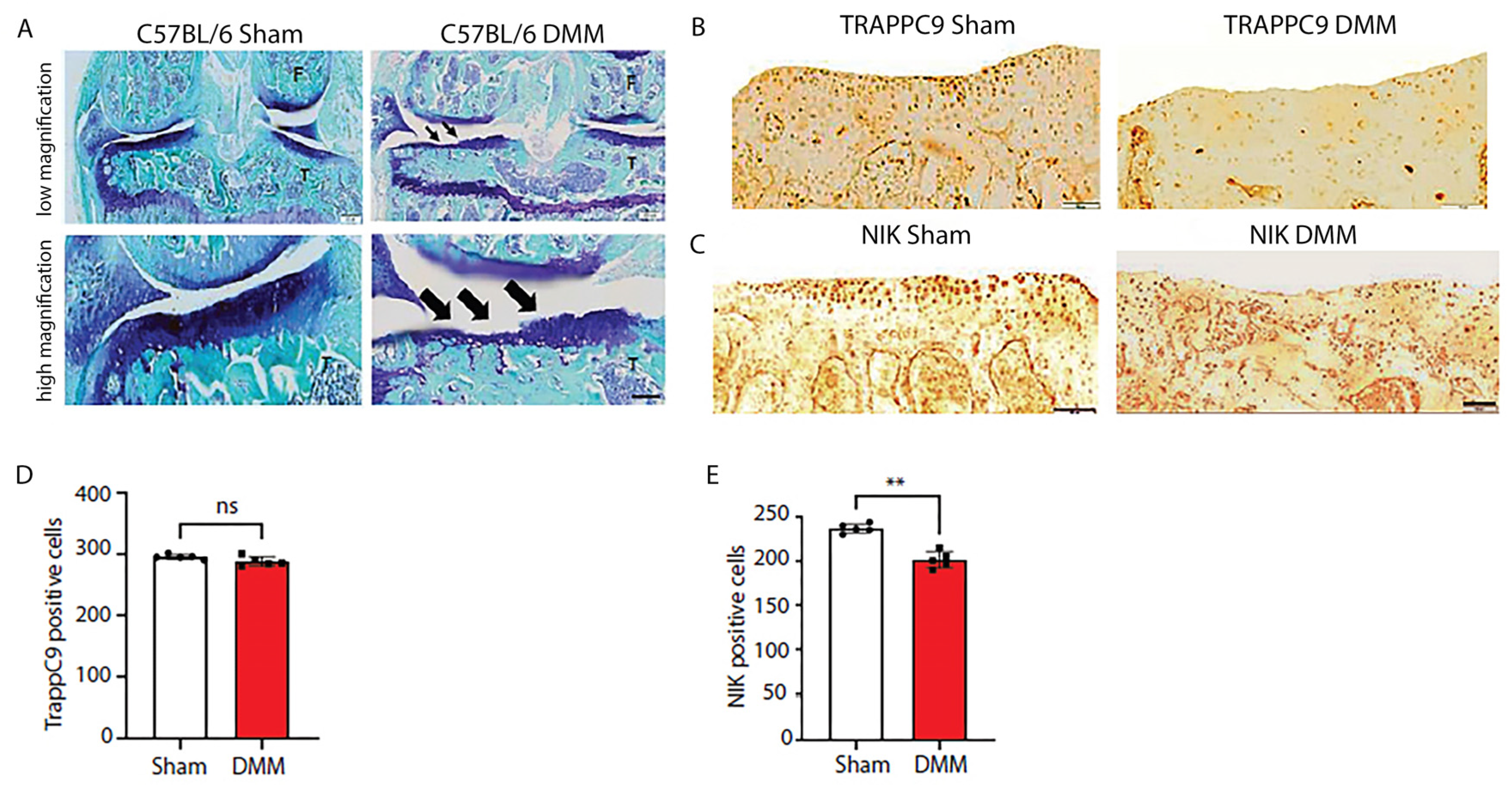 Preprints 71137 g006