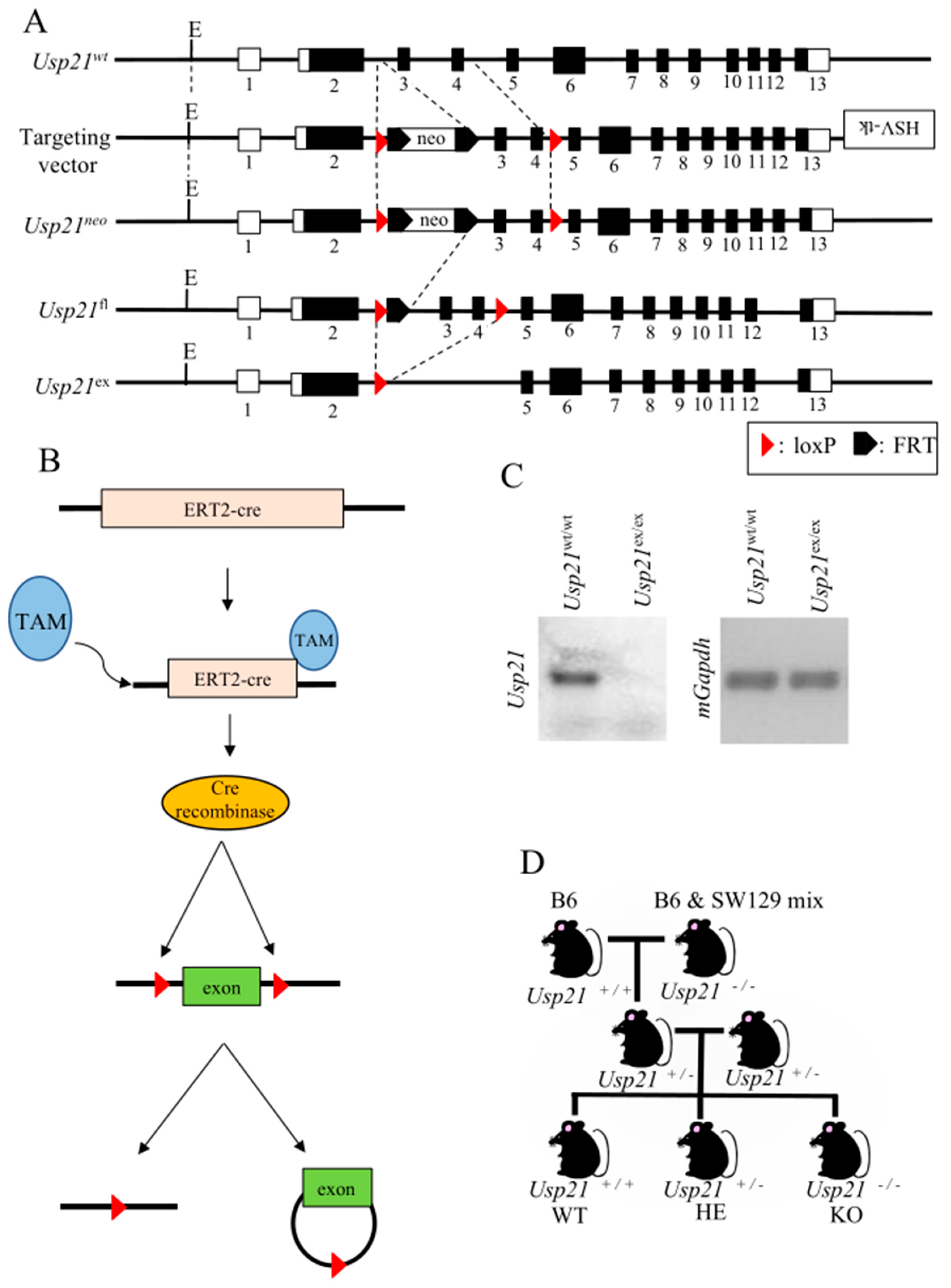 Preprints 90918 g001