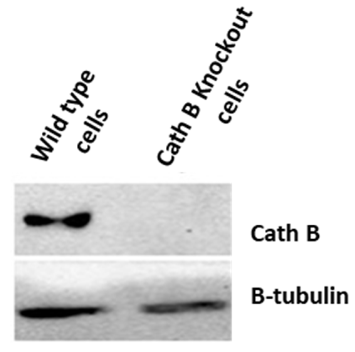 Preprints 87526 g005