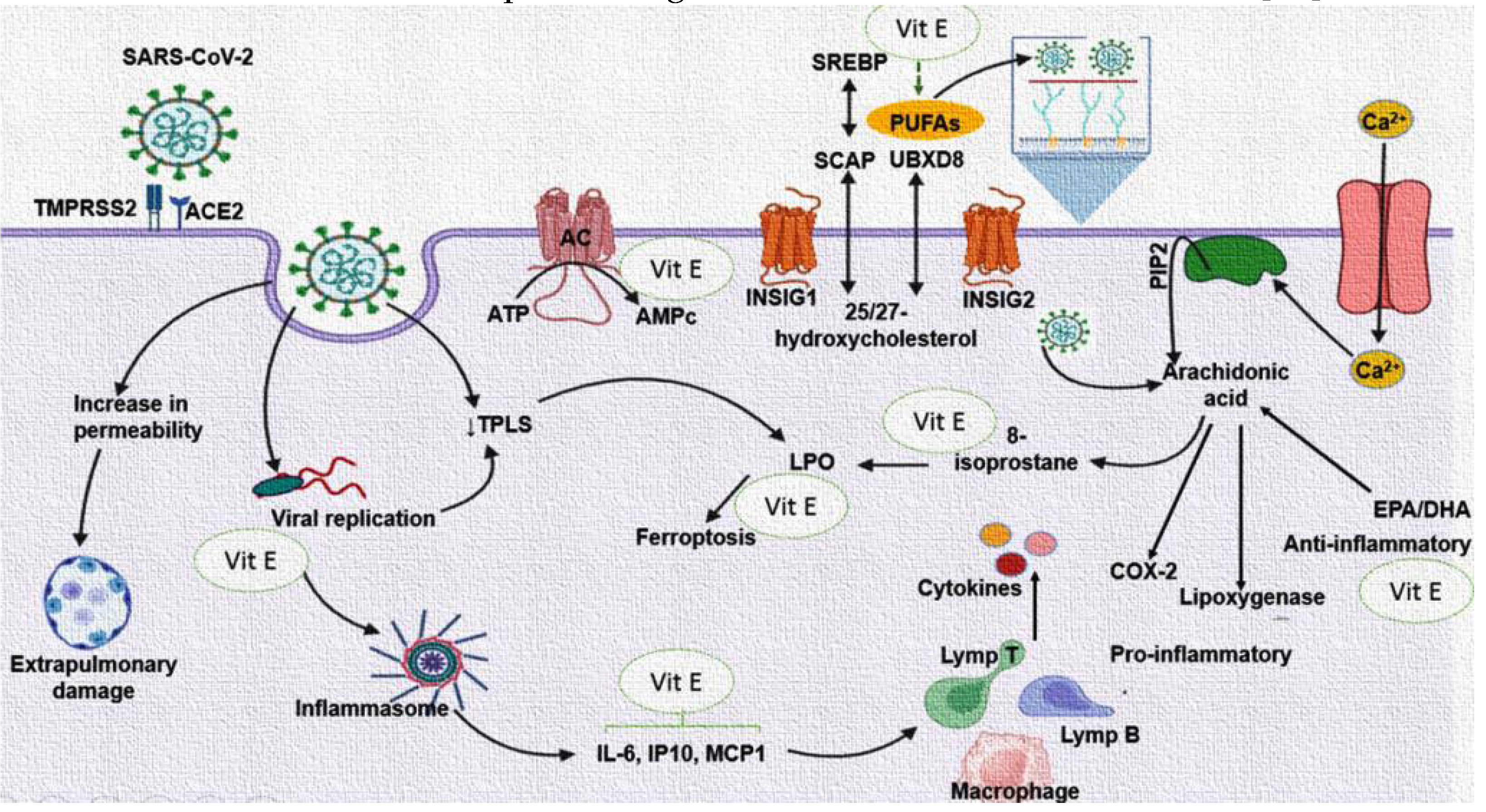 Preprints 108622 g004