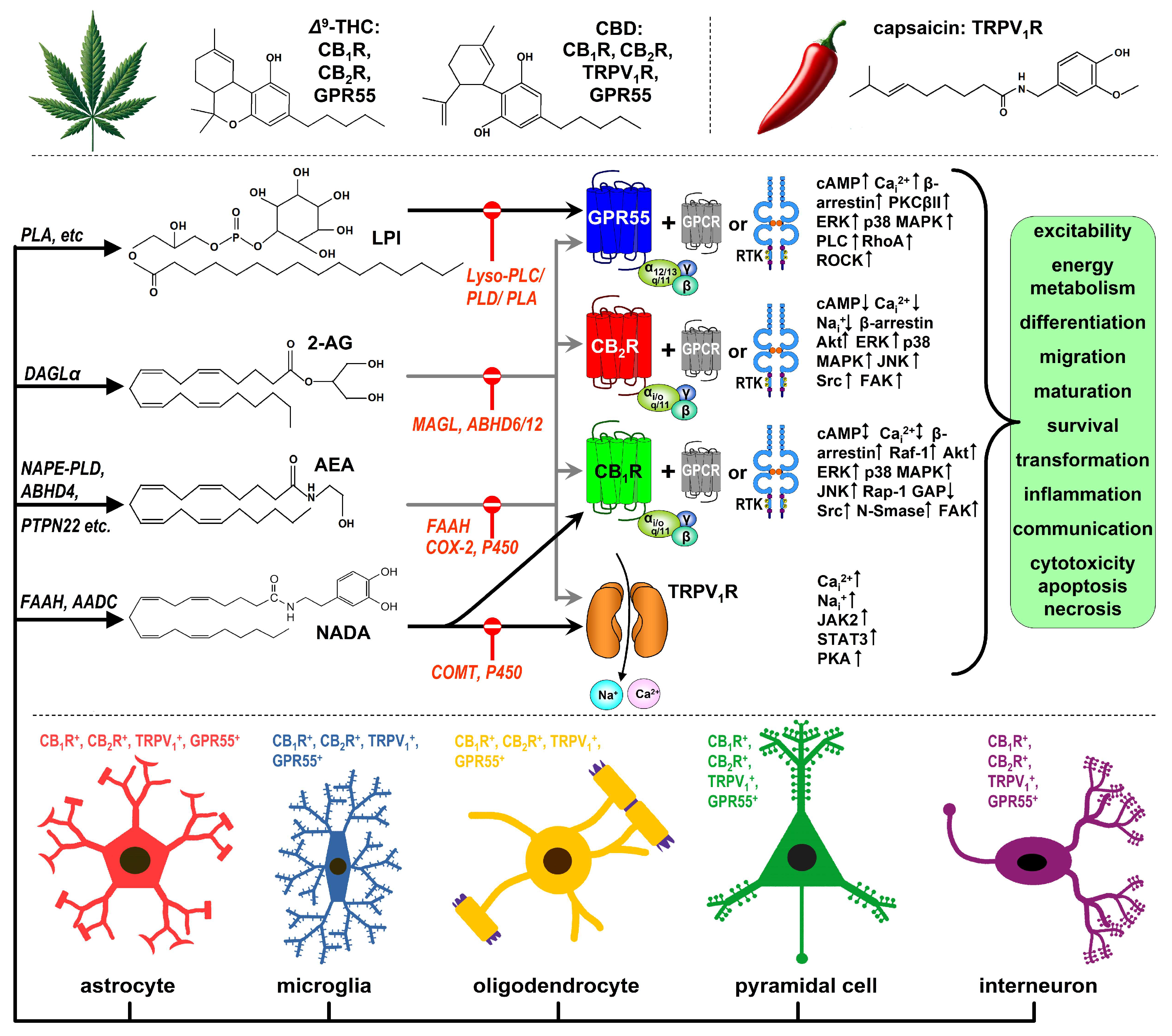 Preprints 121573 g001