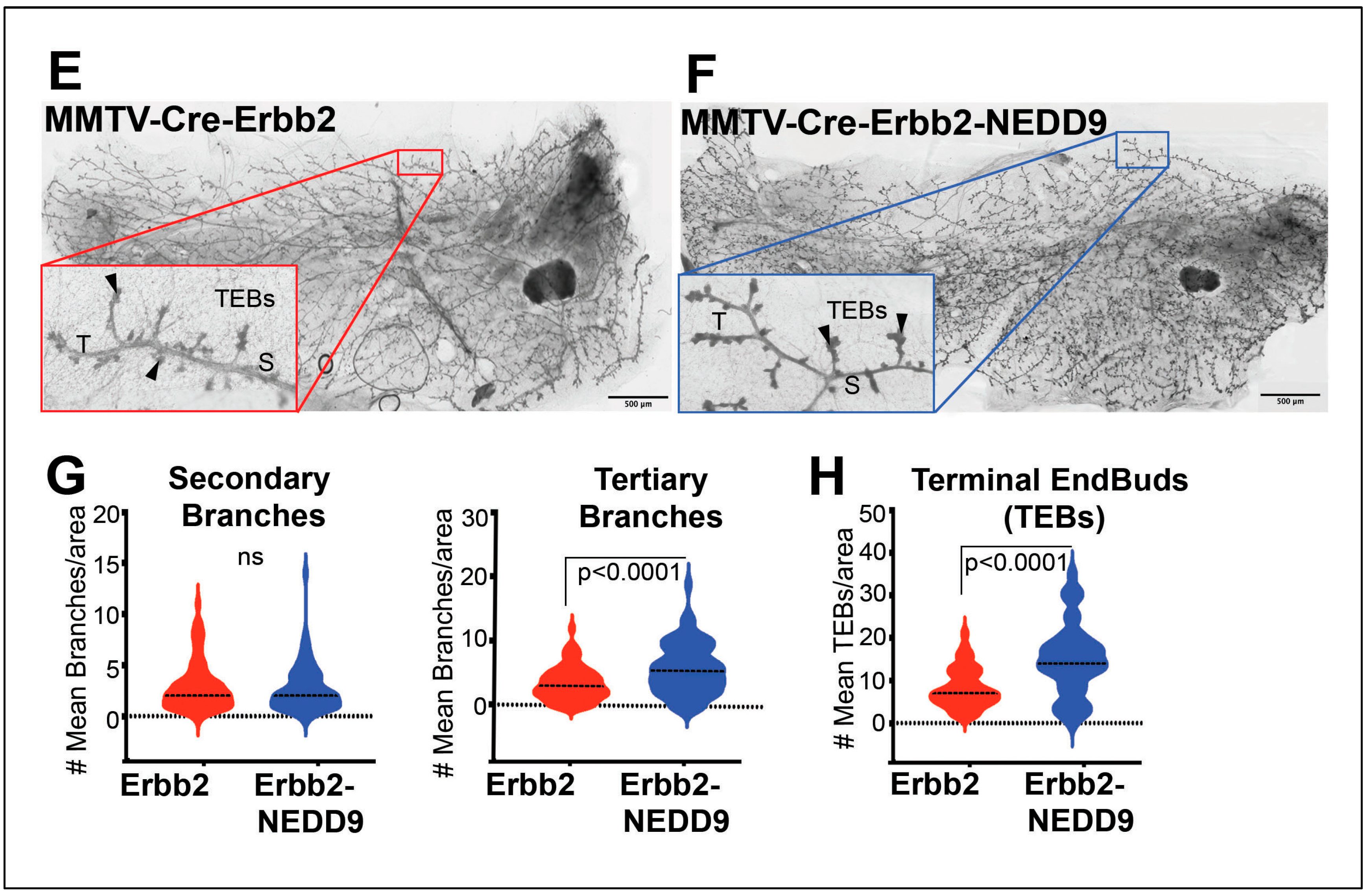 Preprints 66566 g003b