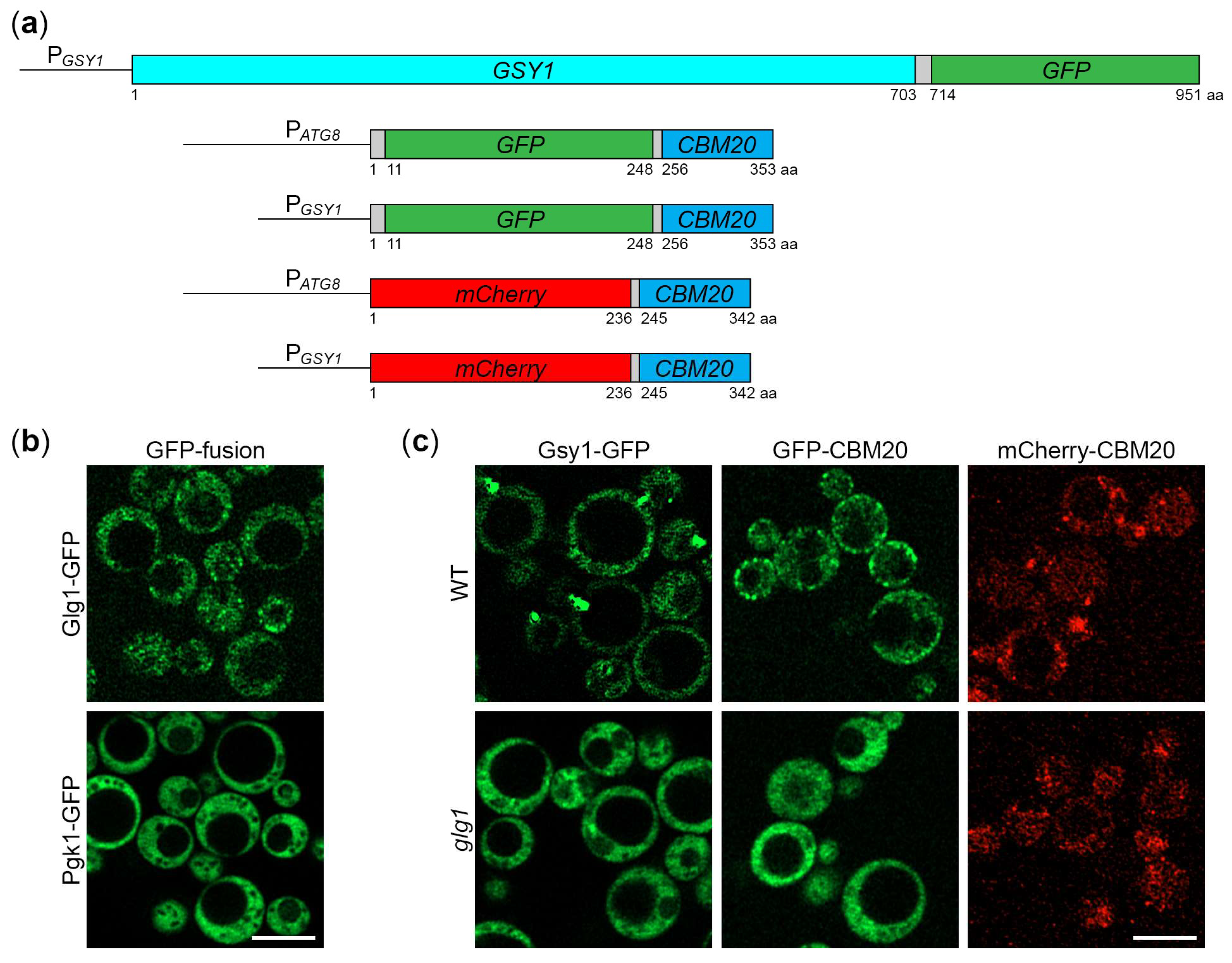 Preprints 119517 g001