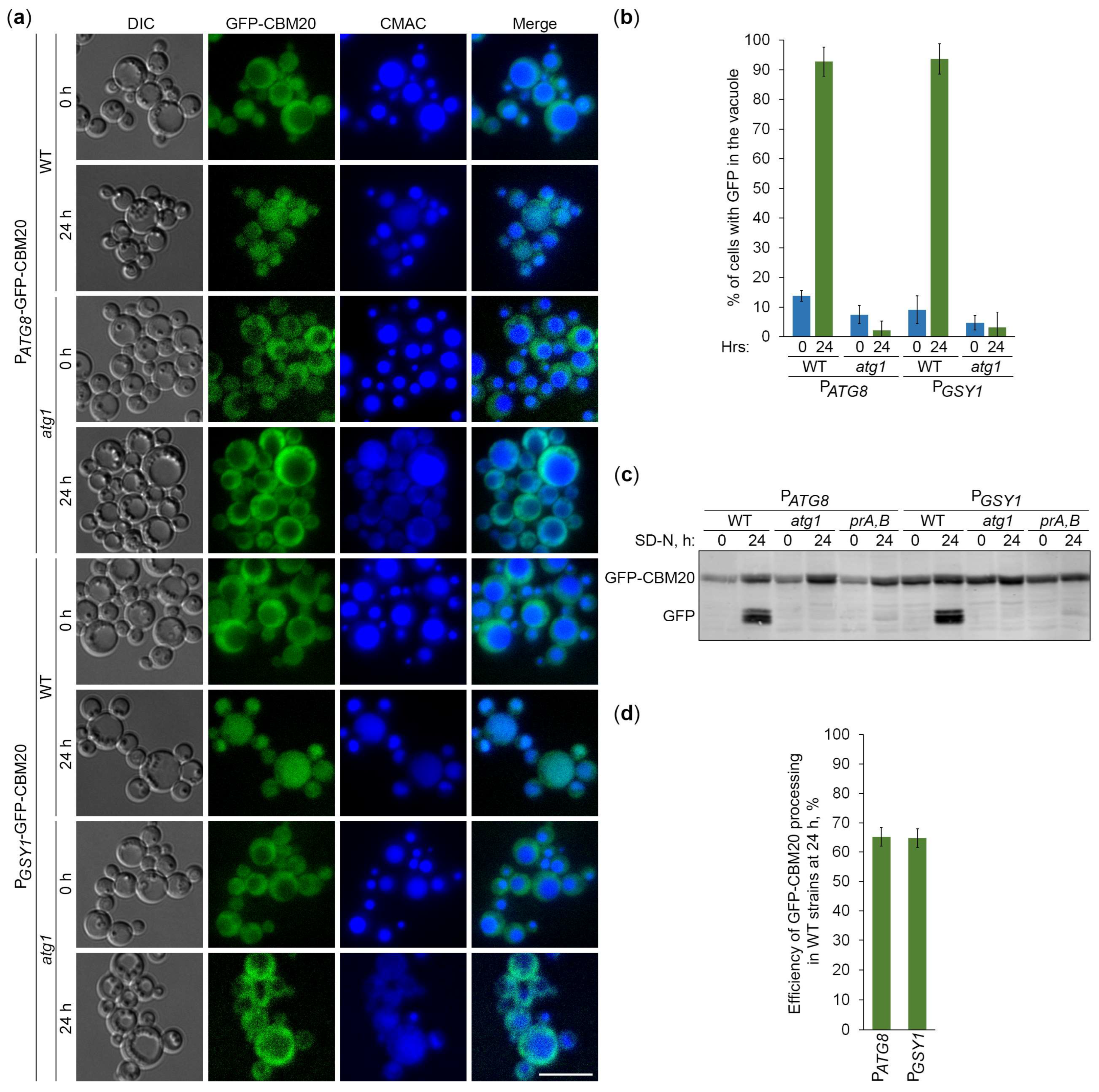 Preprints 119517 g004