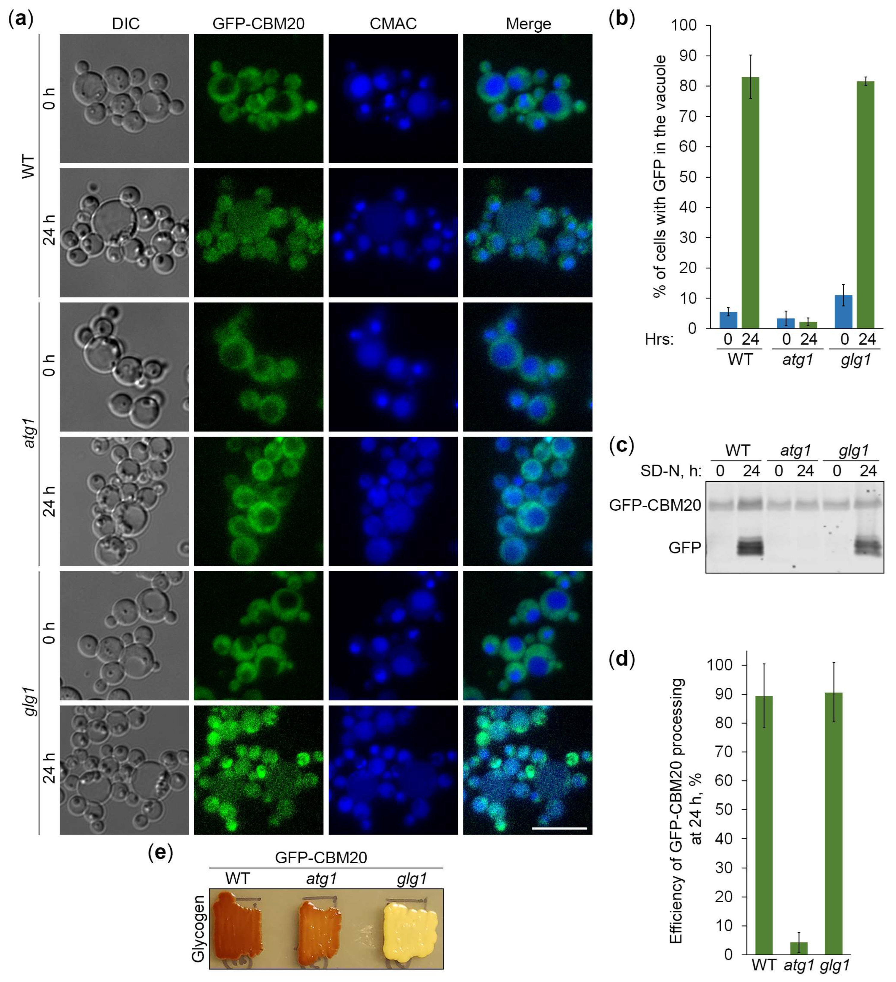 Preprints 119517 g006