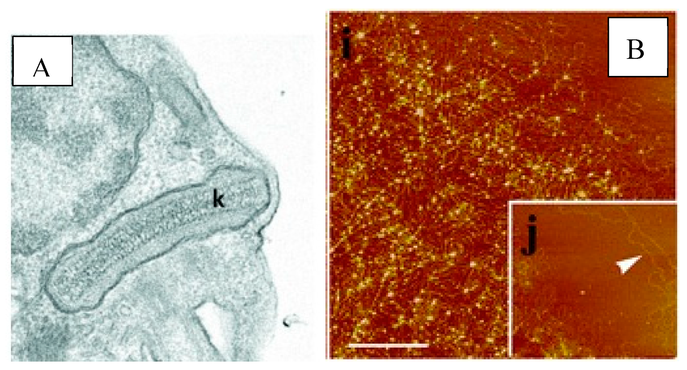 Preprints 137425 g002