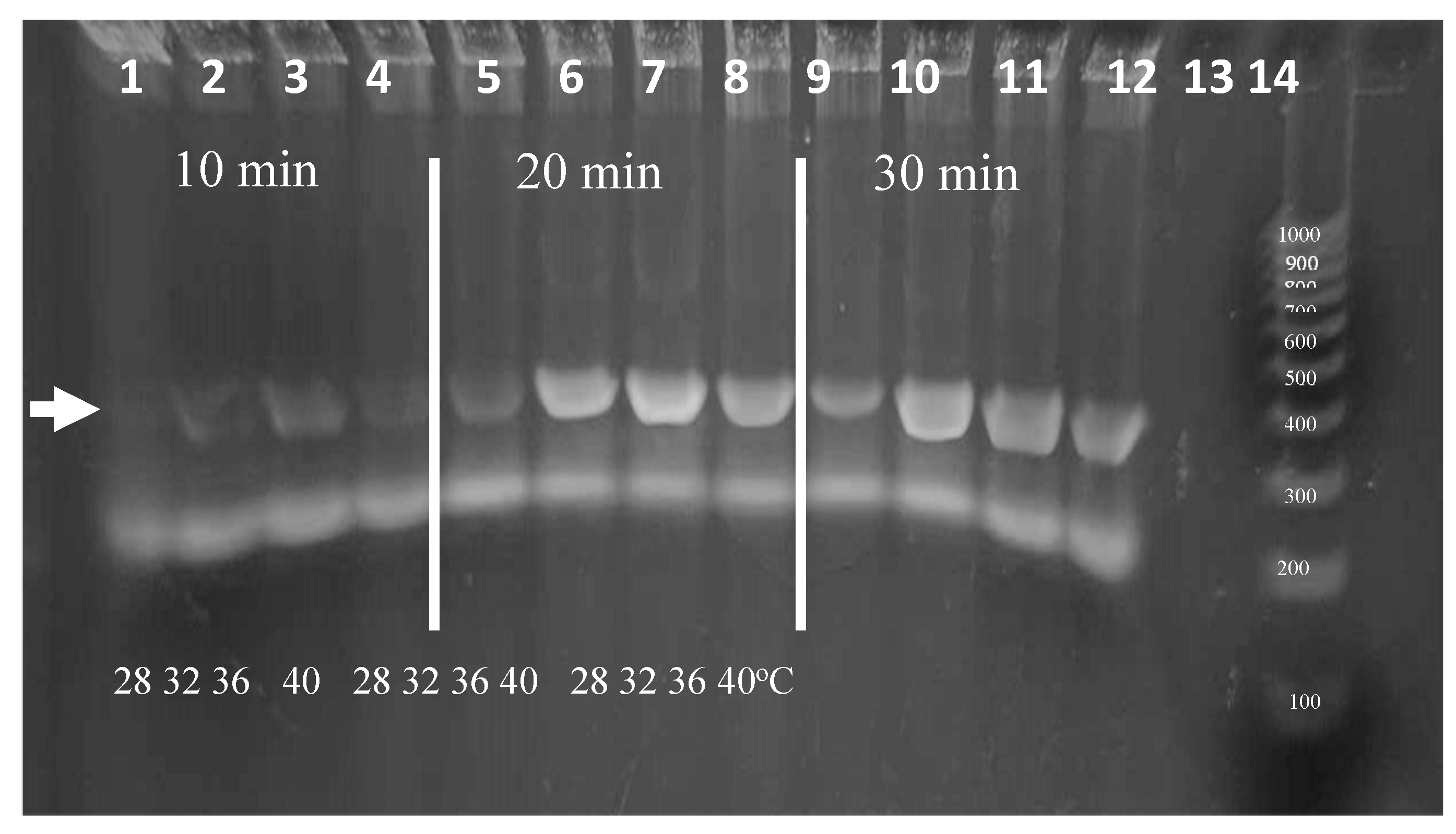 Preprints 137425 g008