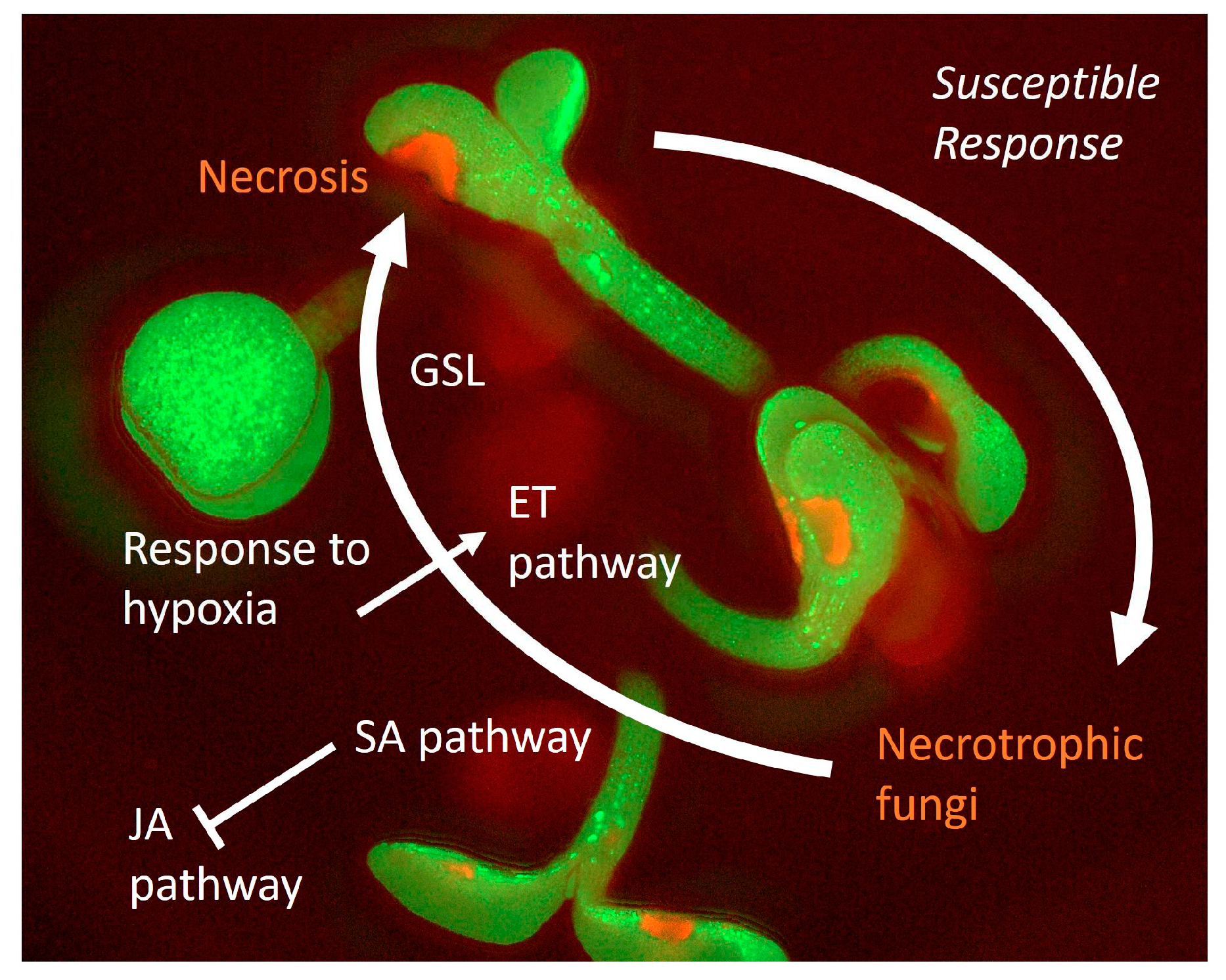 Preprints 95238 g002