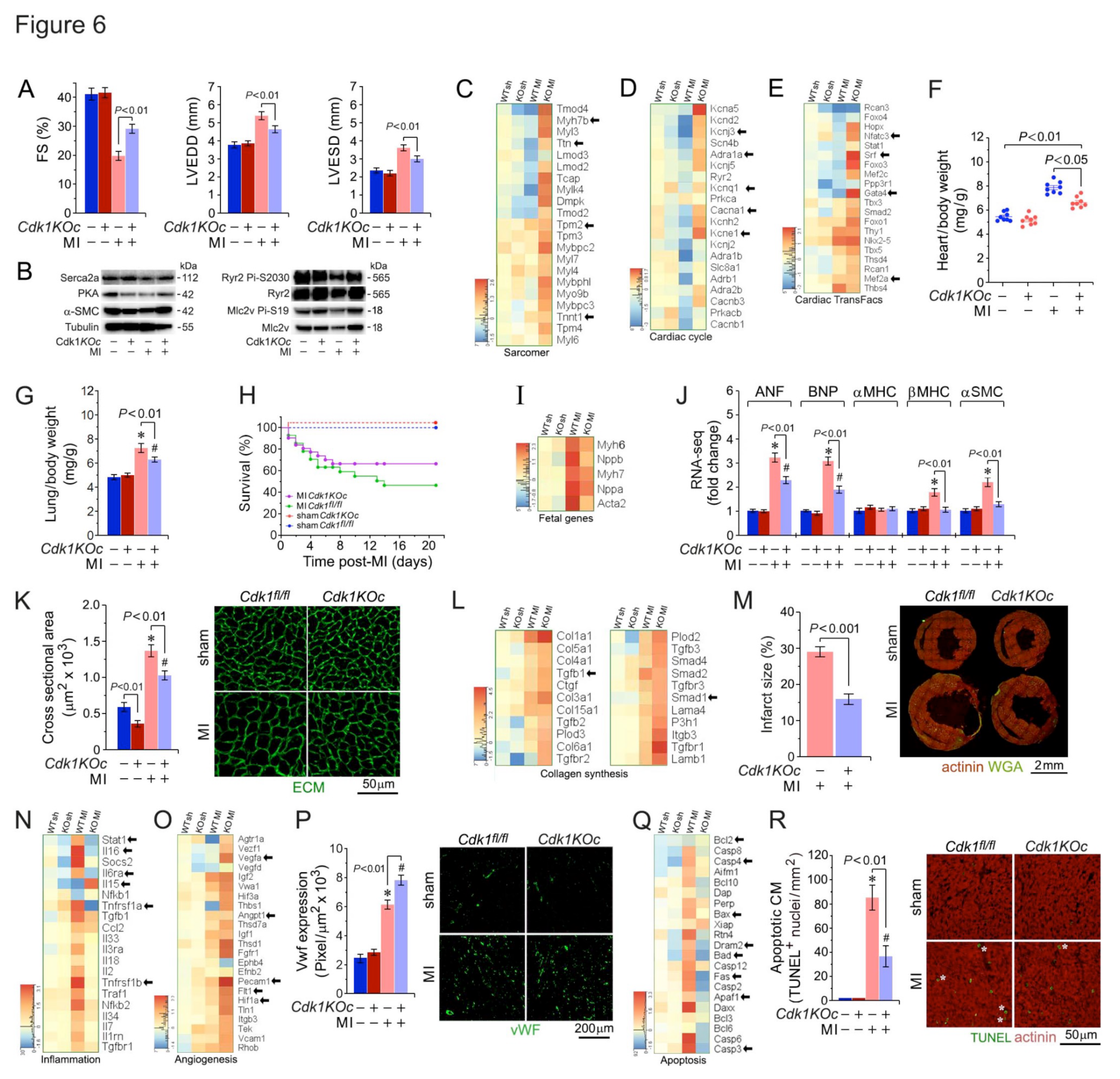 Preprints 116929 g006