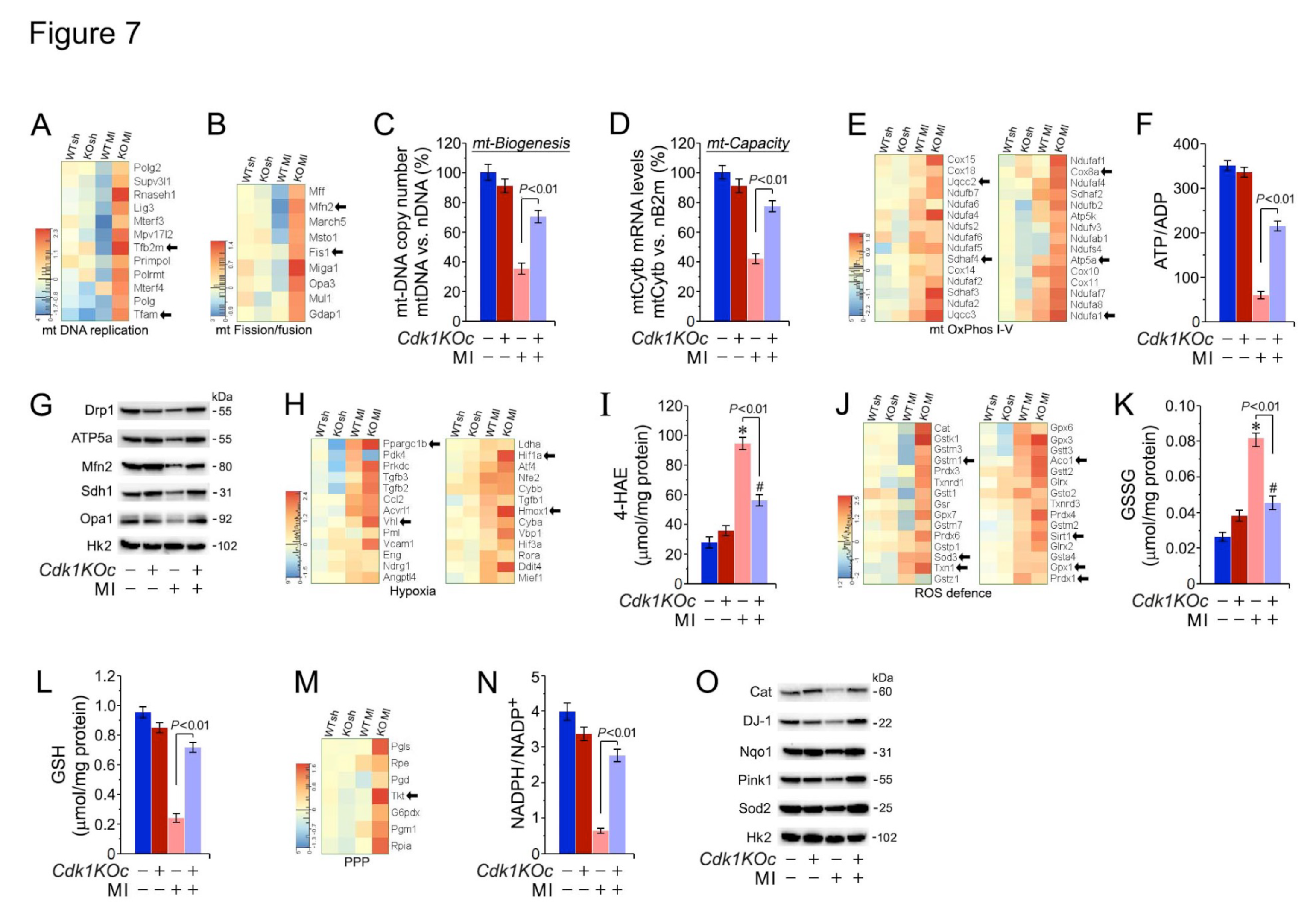 Preprints 116929 g007