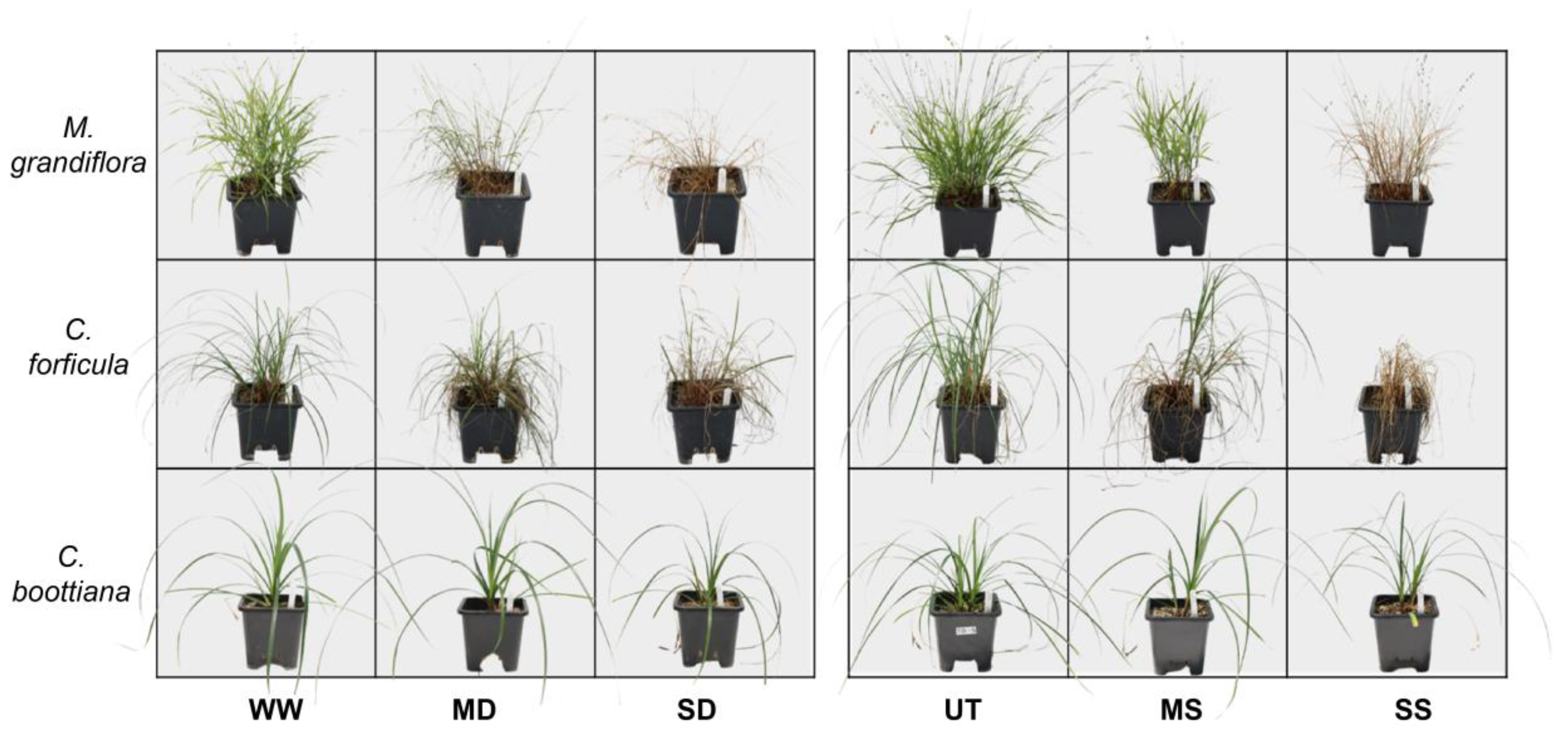 Preprints 121605 g002