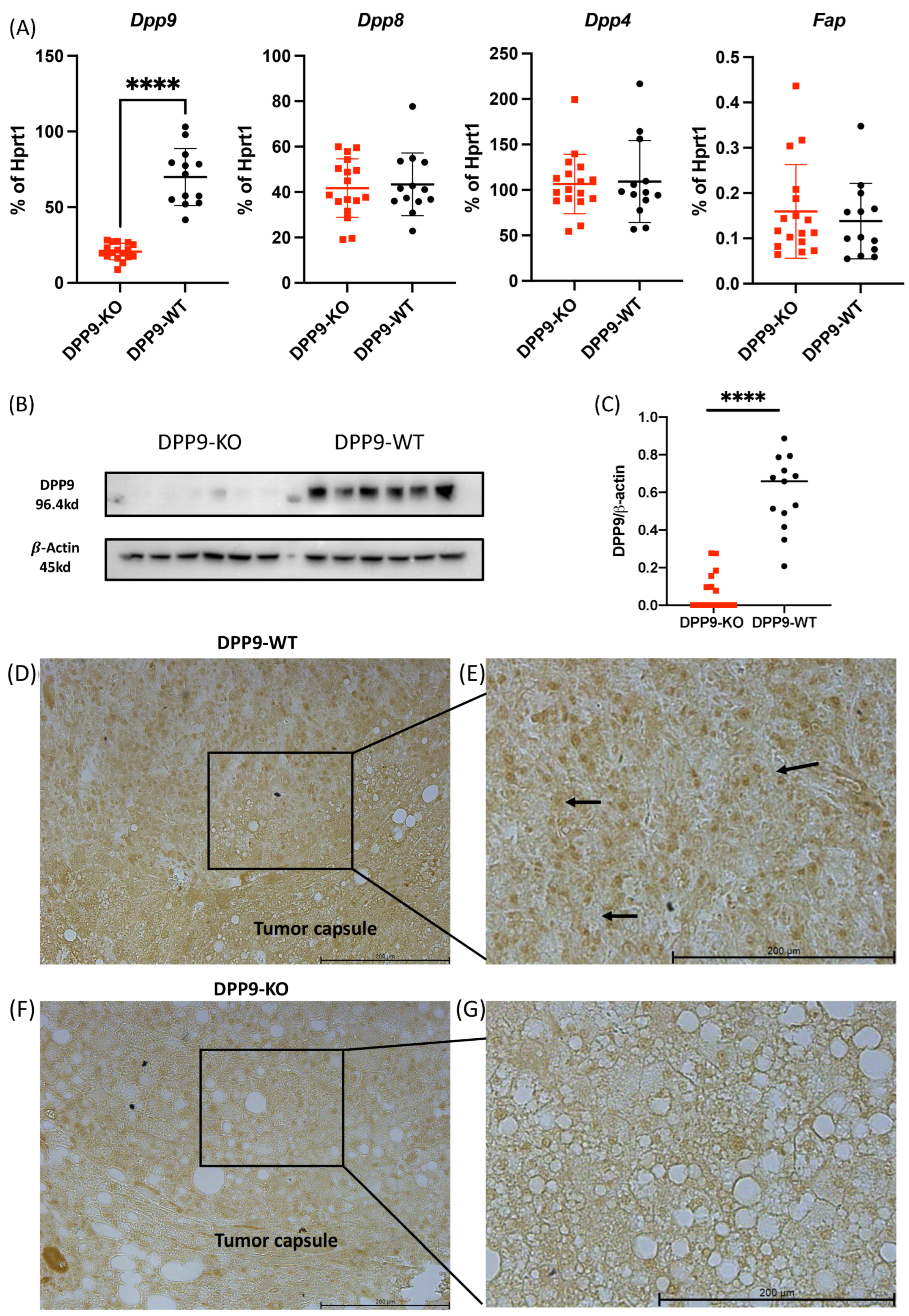 Preprints 102505 g004