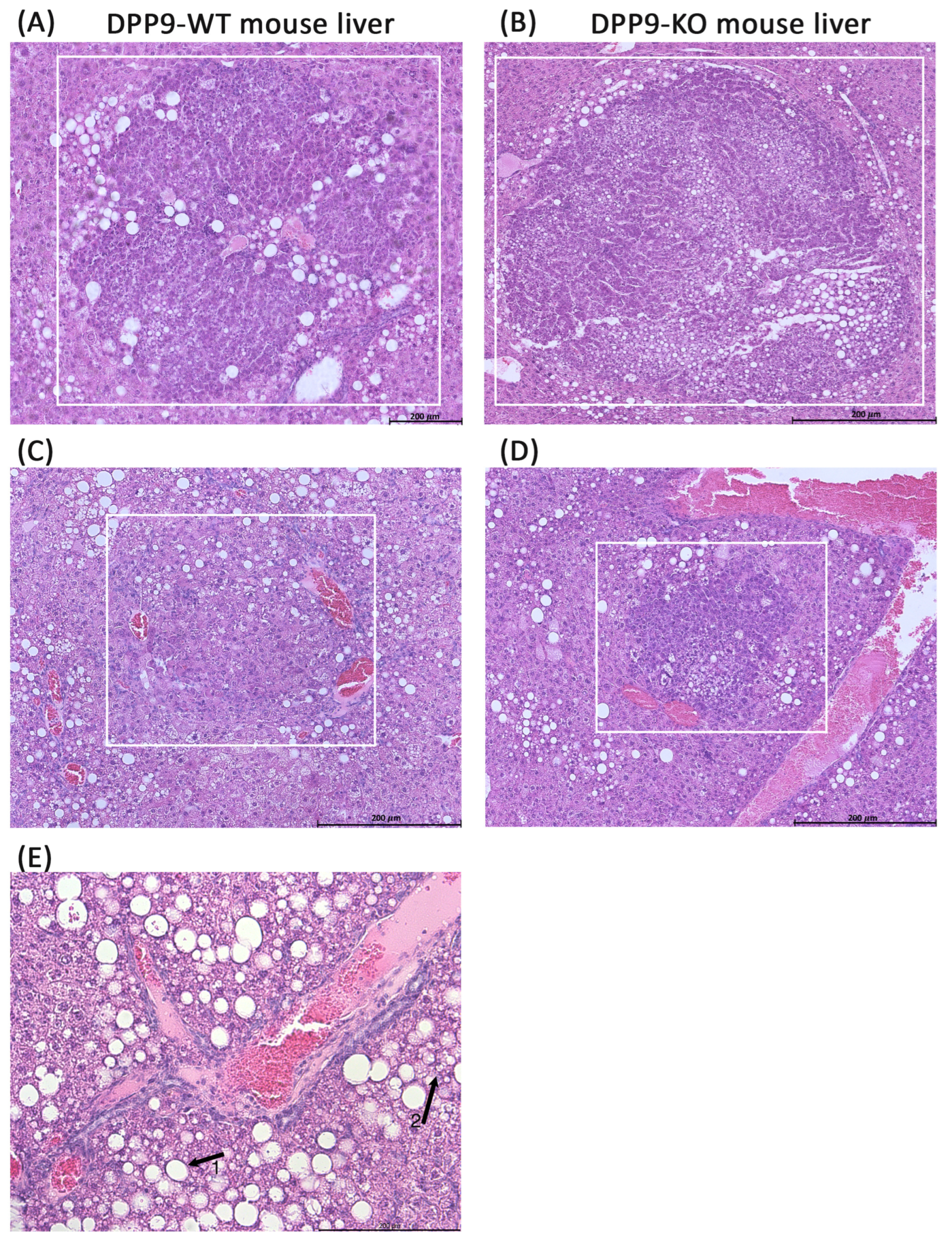 Preprints 102505 g007