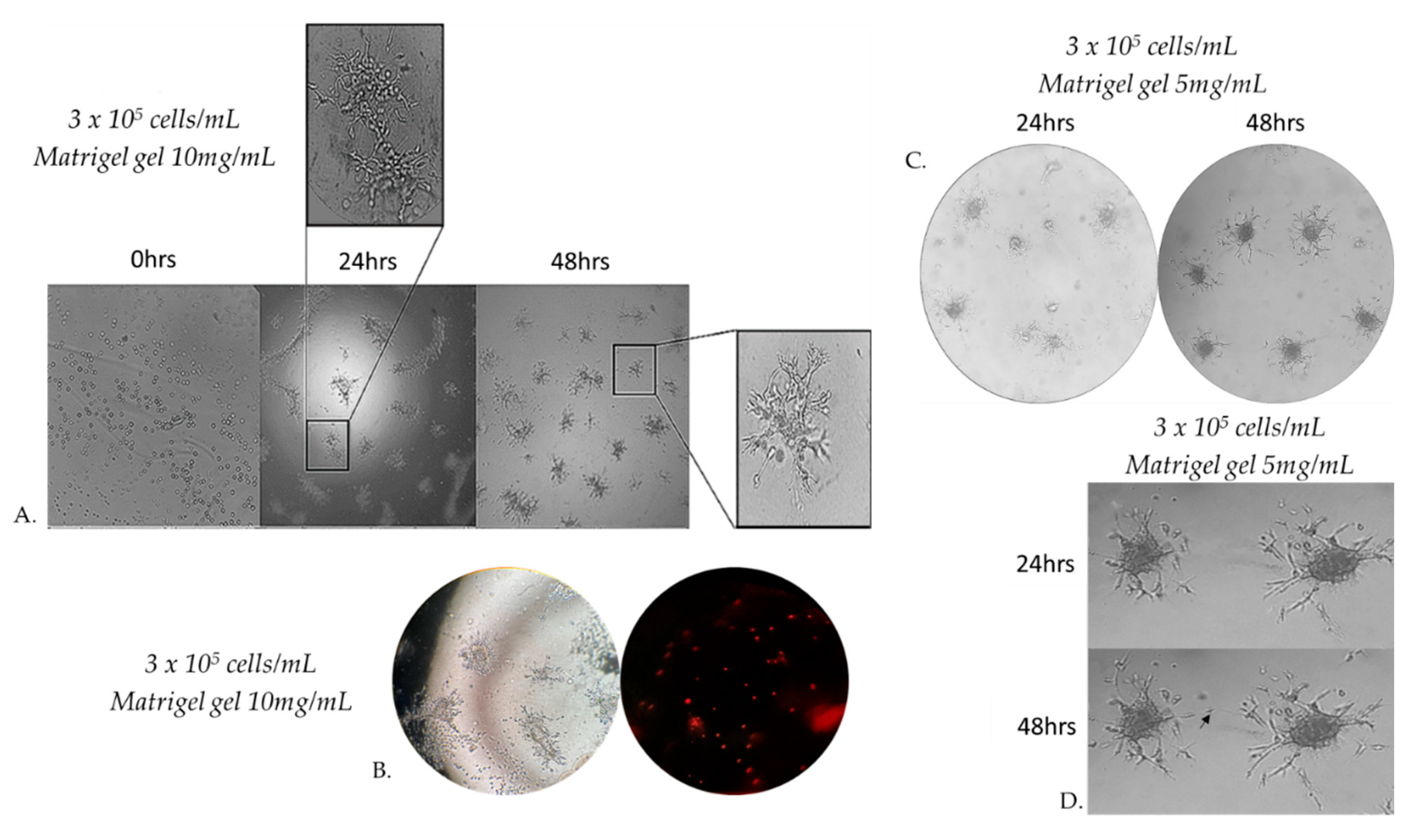 Preprints 78539 g005