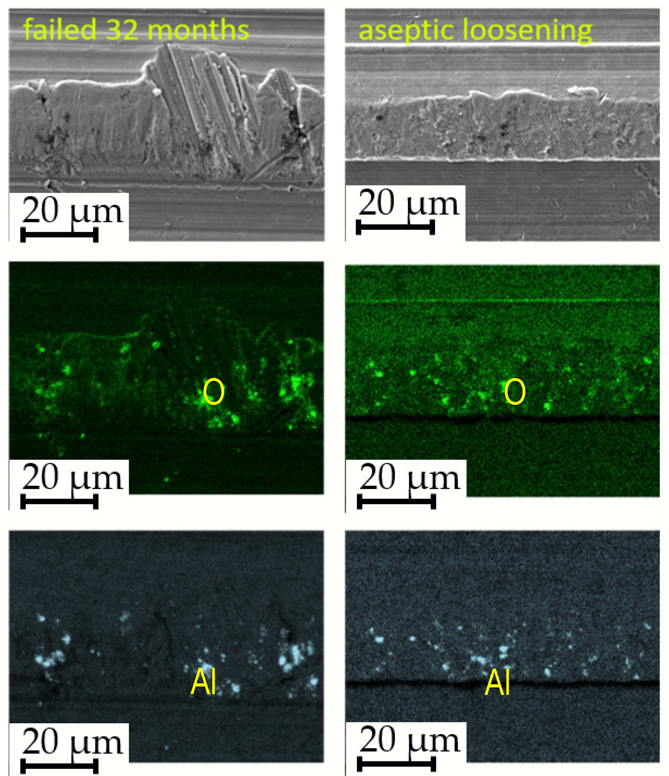 Preprints 106080 g011