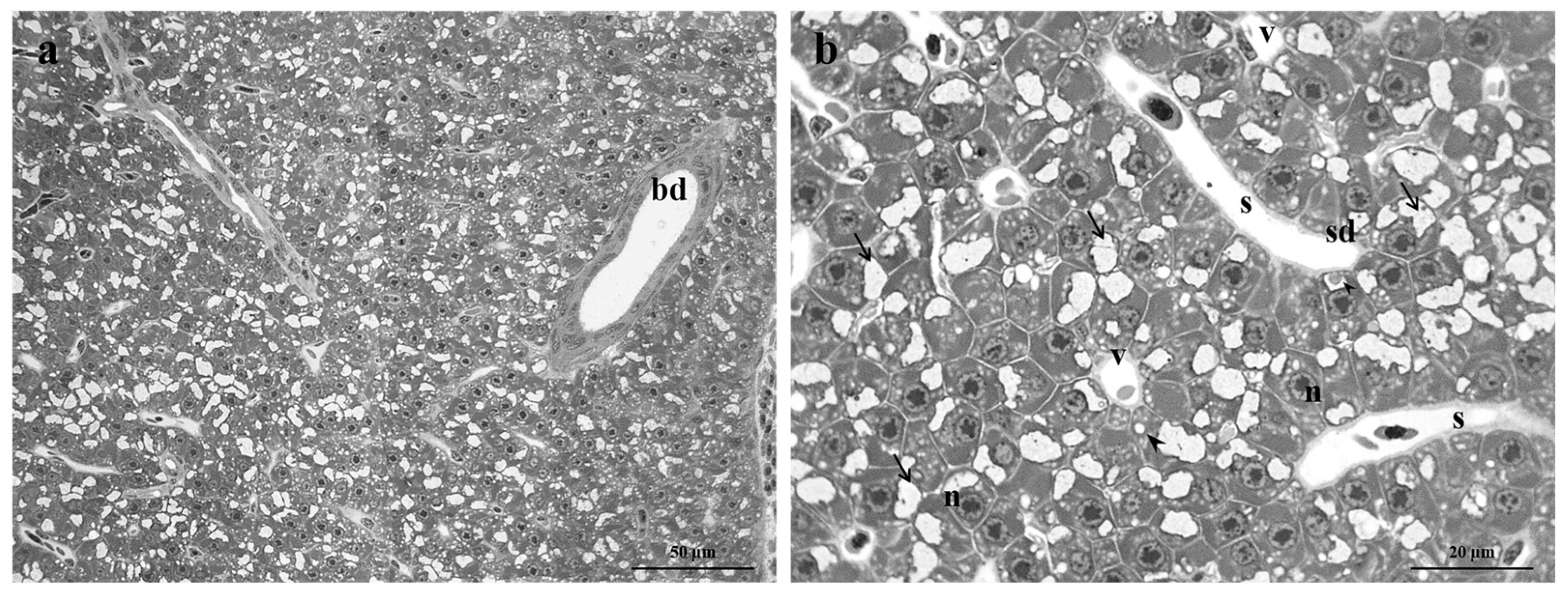 Preprints 74716 g001