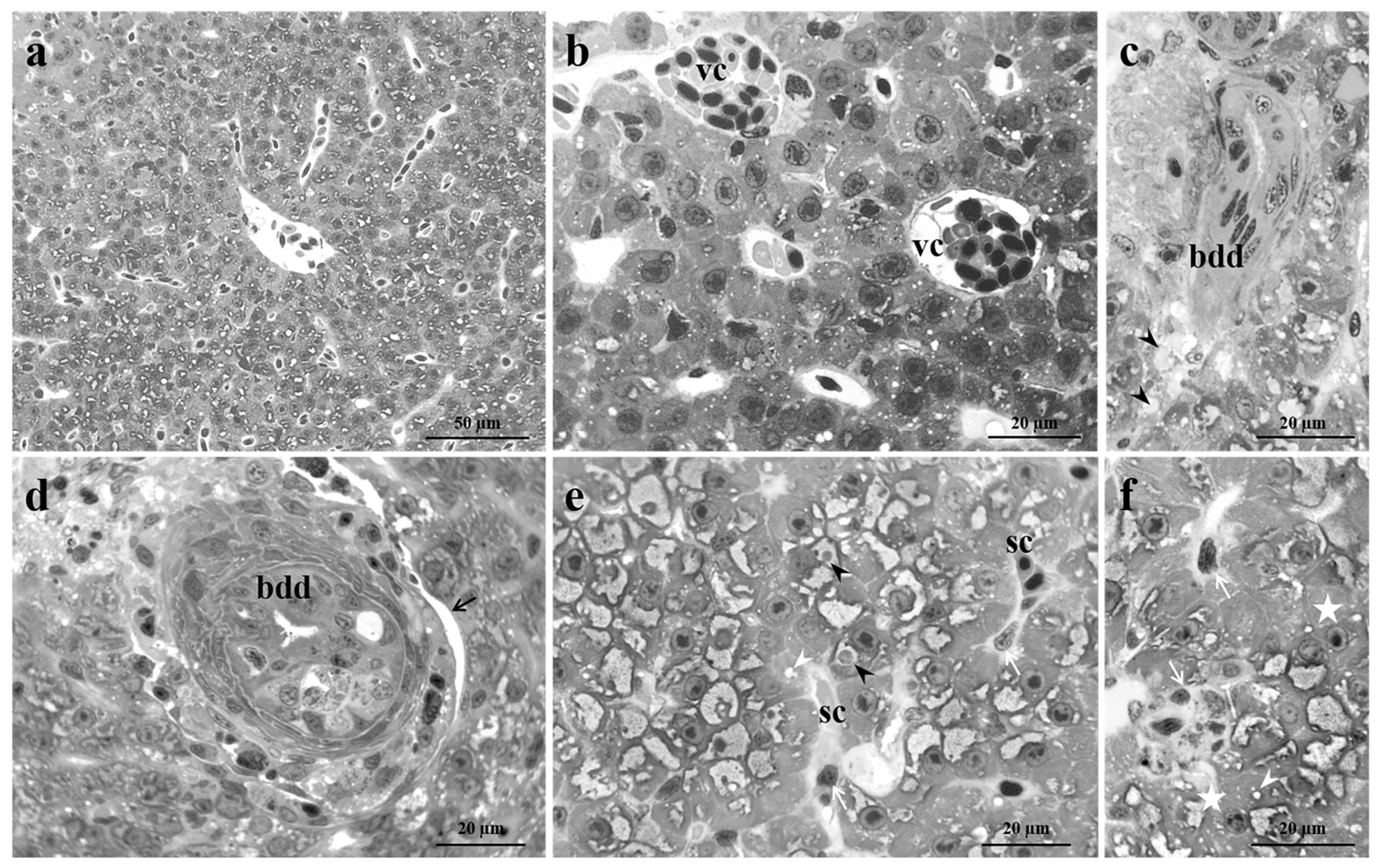 Preprints 74716 g002a