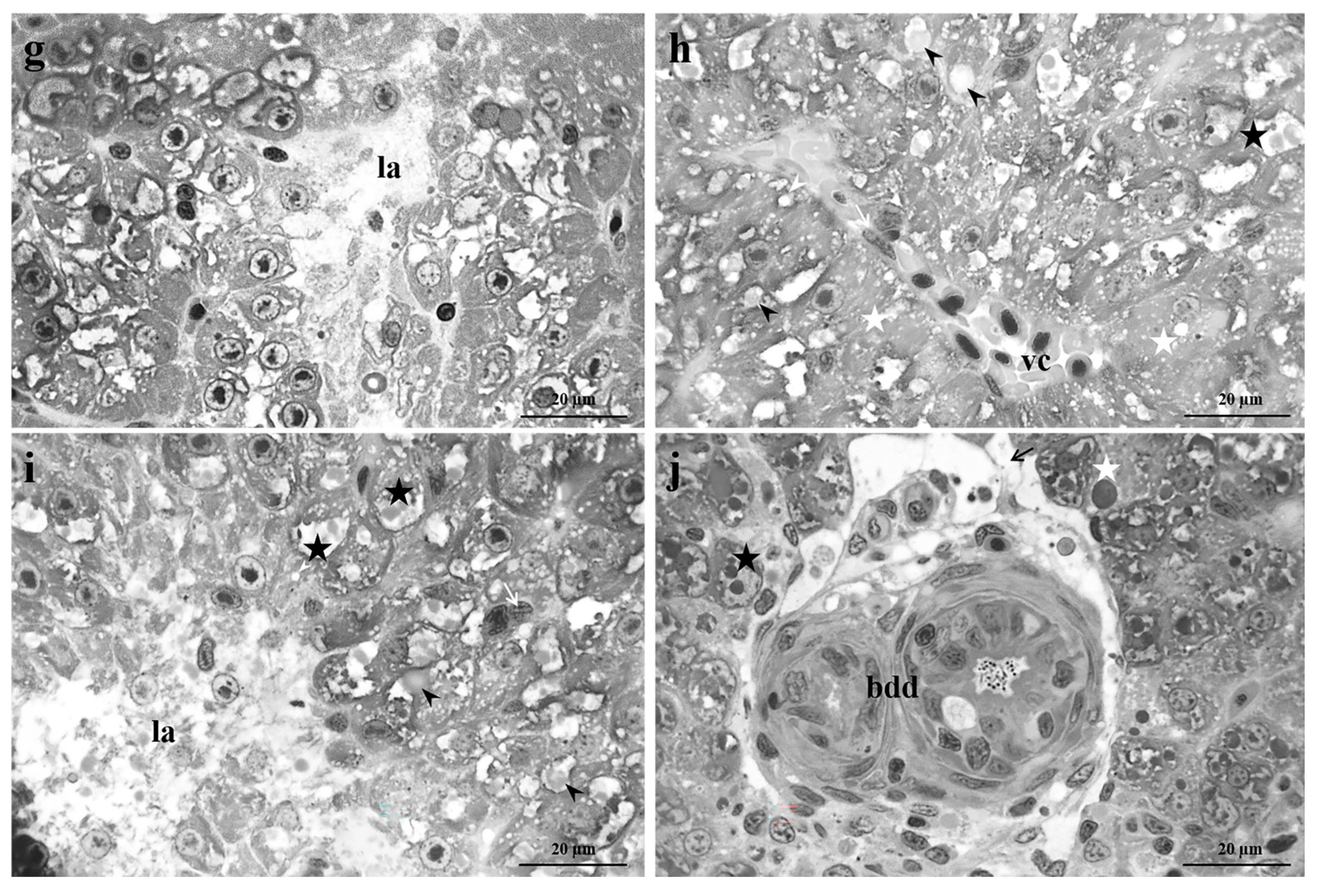 Preprints 74716 g002b