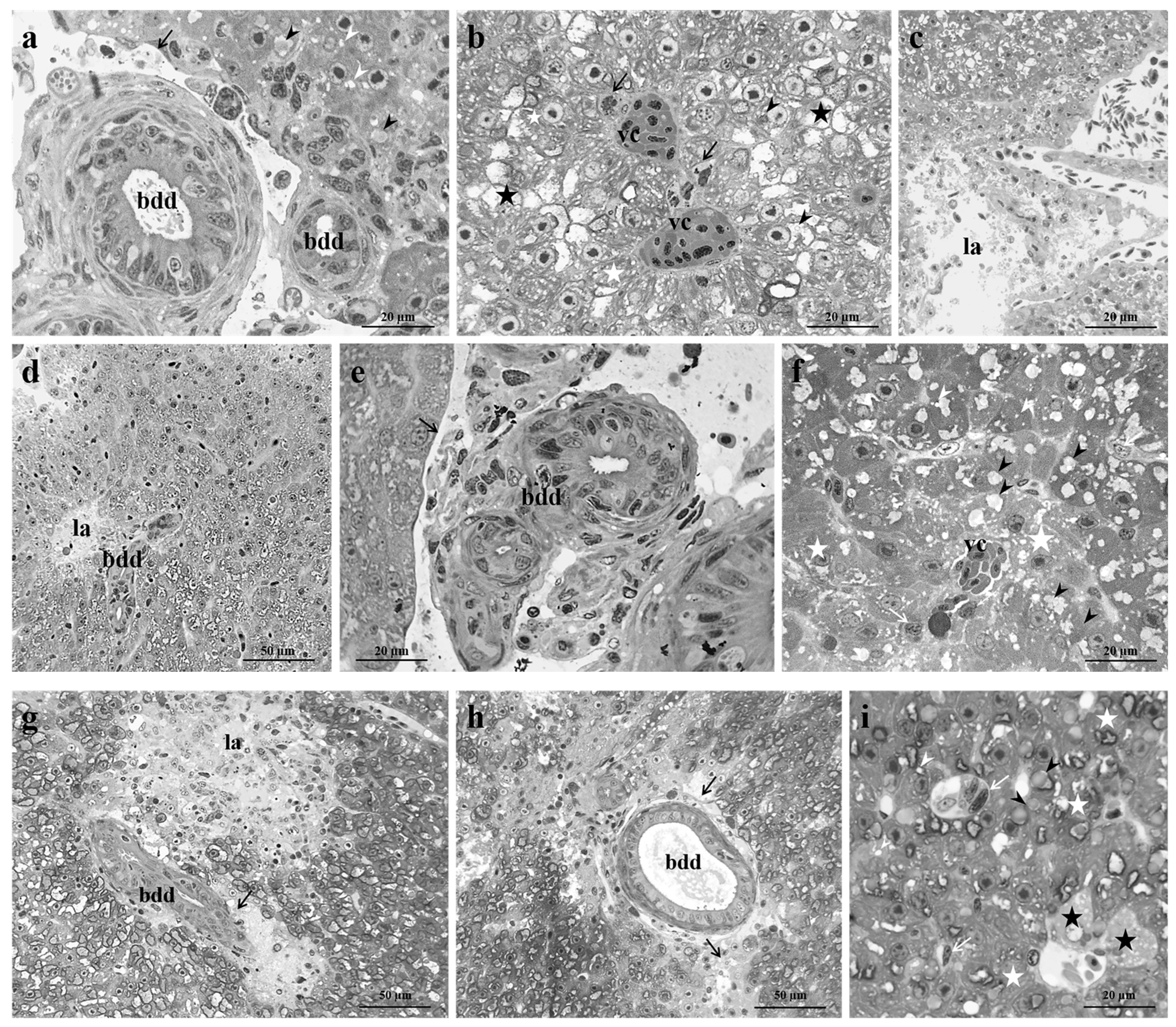 Preprints 74716 g004