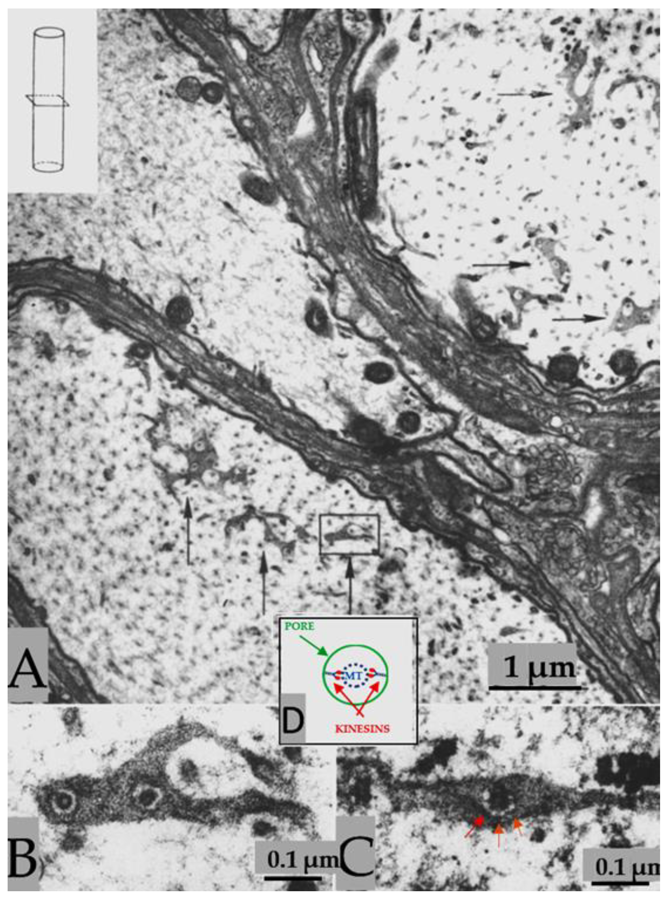 Preprints 82265 g002