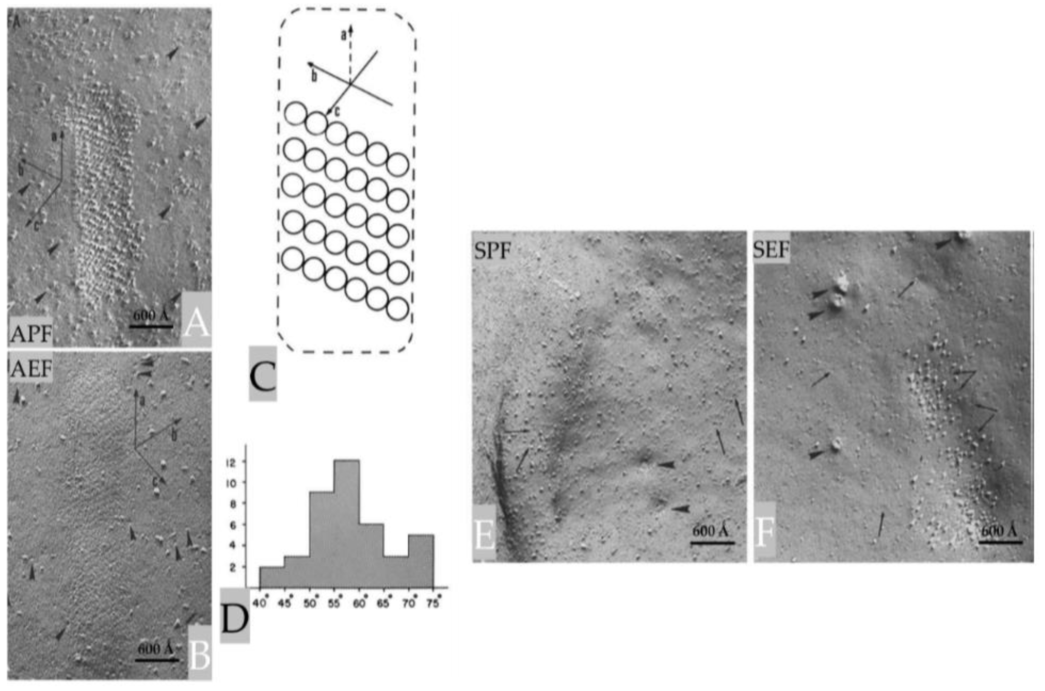 Preprints 82265 g004